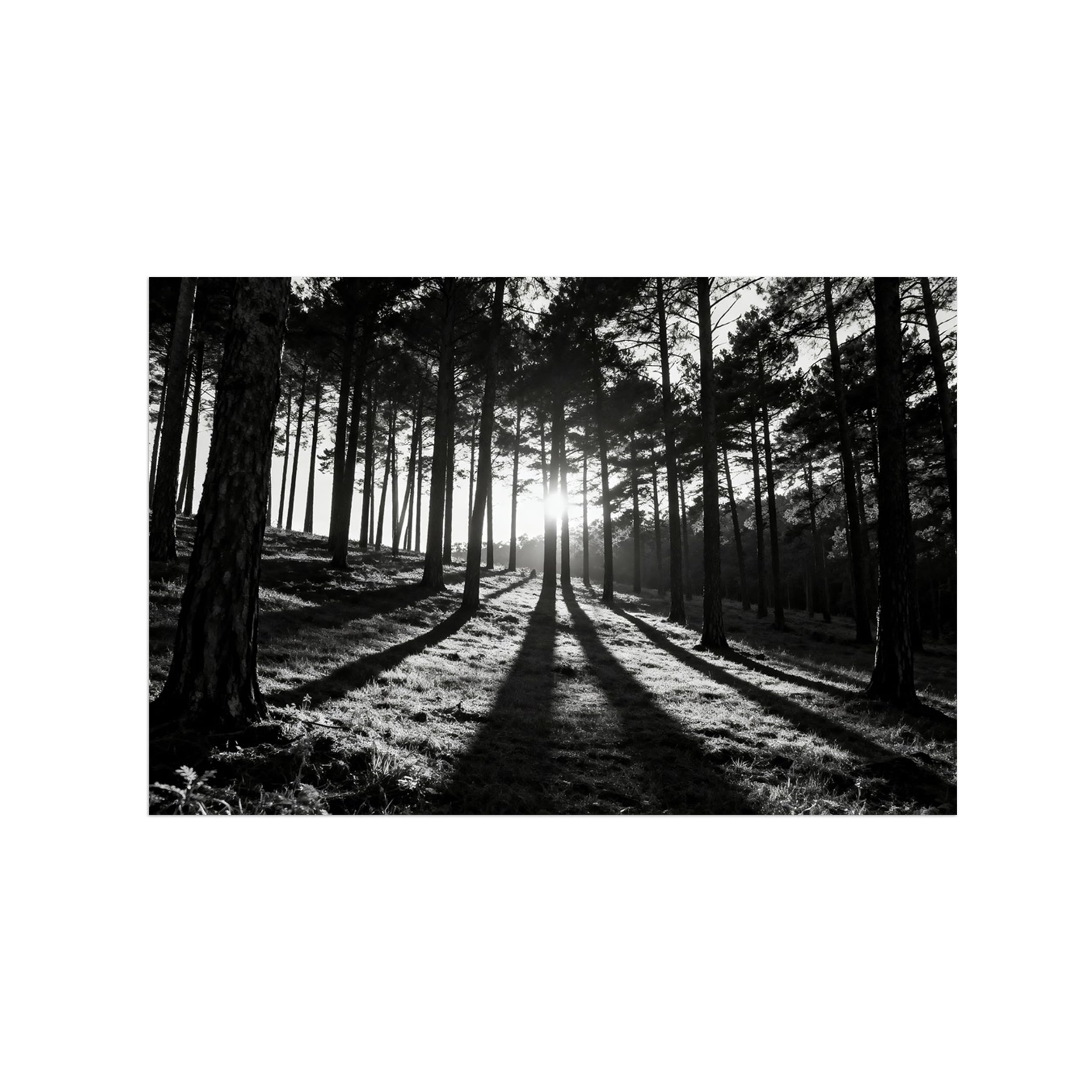 OZPWBVY Black and White Landscape Print Painting-Forest Tree Sunshine 5-Minimalist Canvas Wall Art Picture for Home Decor 12x18in 30x45cm Unframed