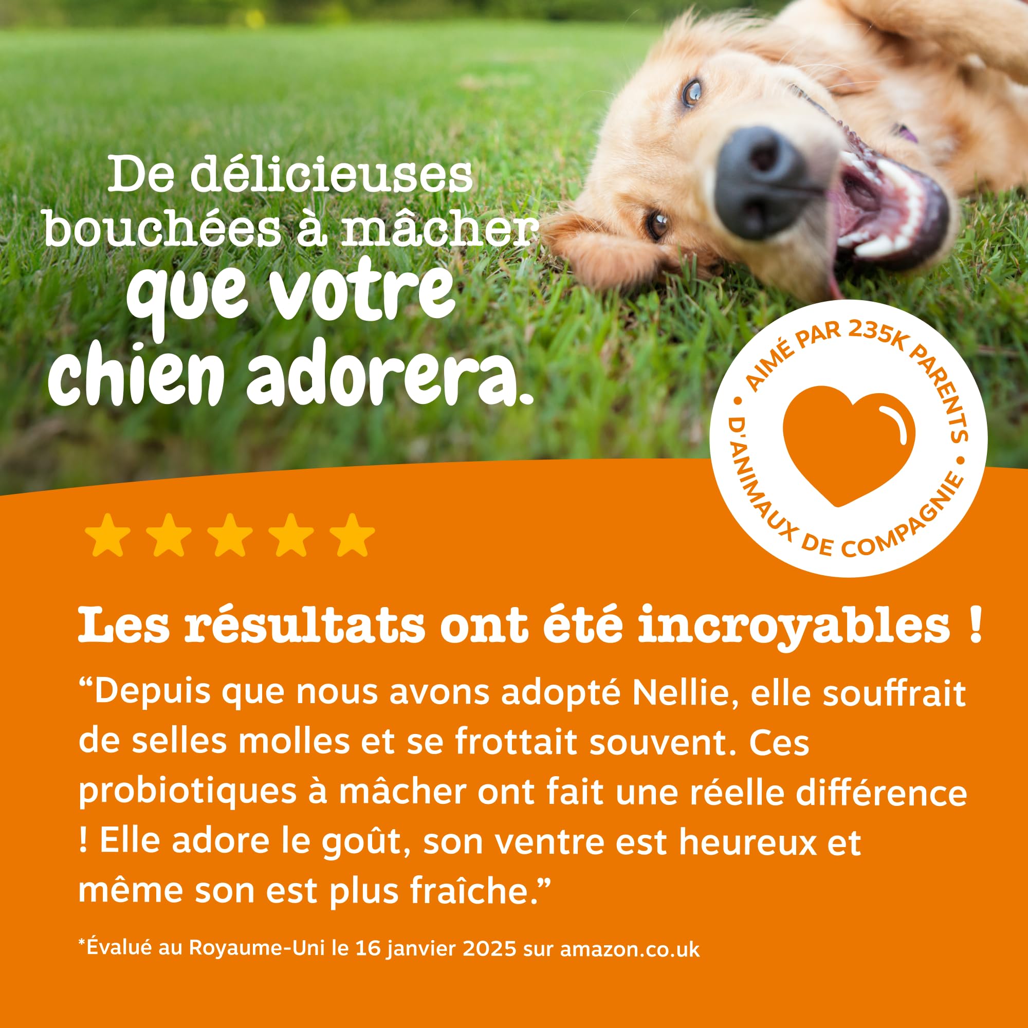 Zesty Paws Bouchées Probiotiques Chien | Supporte Digestion, Équilibre Intestinal, Système Immunitaire | Prébiotiques, Probiotiques, Postbiotiques | Usage Quotidien | 90 Bouchées