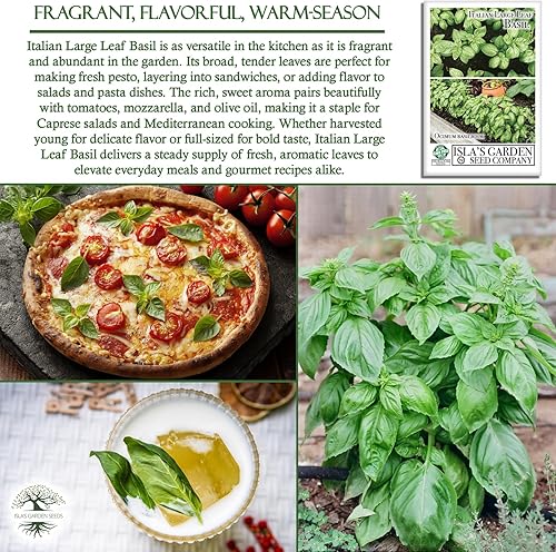 Miniatura 5 de Semillas italianas de albahaca de hoja grande (Ocimum basilicum) – Más de 1,000 semillas de reliquia sin OMG de Isla's Garden Seeds, hierba
