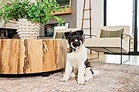 Vista 7 de N-Bone Anillo de dentición para cachorros, sabor calabaza, 7.2 onzas/(paquete de 6)