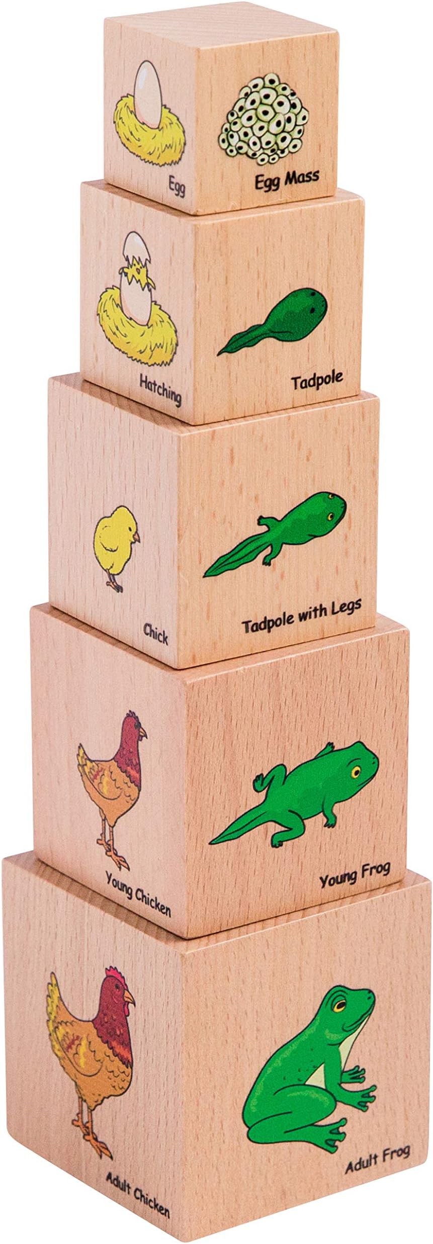 THE FRECKLED FROG Life Cycle Wooden Blocks - Set of 5 - Ages 12m+ - Science Toys for Toddlers - Explore 5 Stages of the Moth, Butterfly, Chicken, Frog