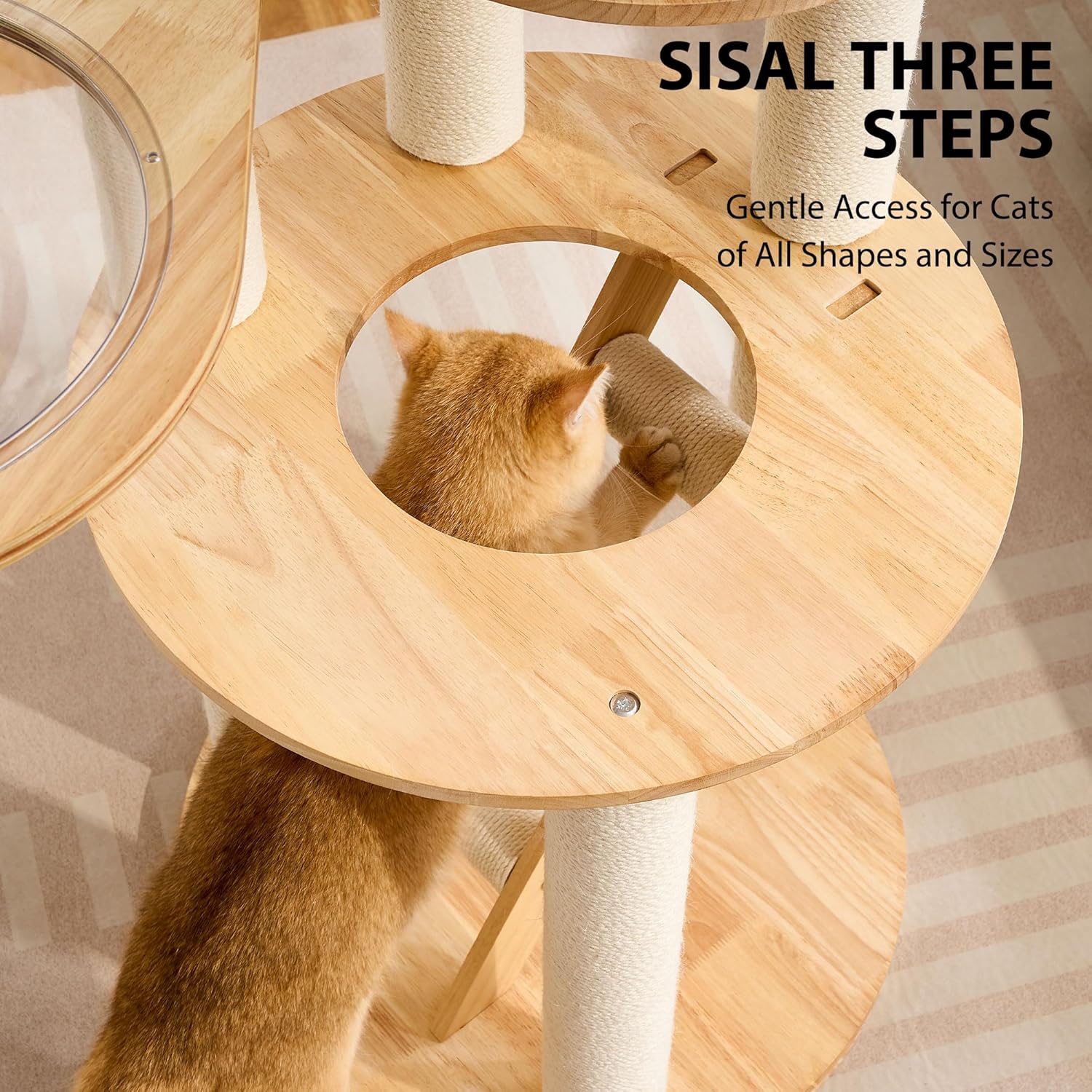 HITTITE Solid Wood Cat Tree Tower with Scratching Post, 61 Inches Tall Cat Towers with Capsule and Condo, Modern Cat Tower with Climbing Ladder and Removable Top Bed for Indoor Cats.