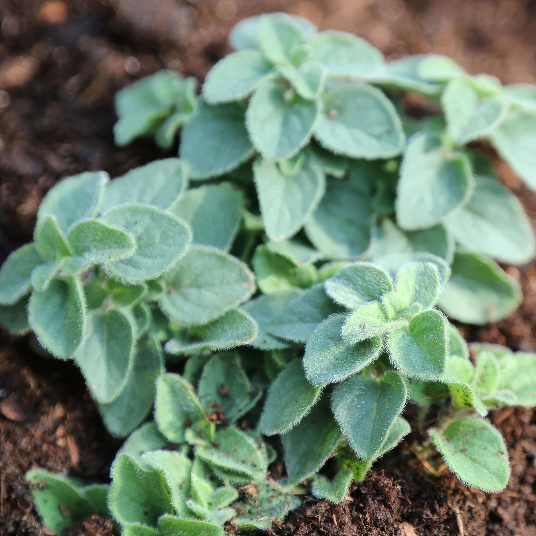 Plant Theory 9cm Pot Oregano Herb Plant Origanum Hot and Spicy