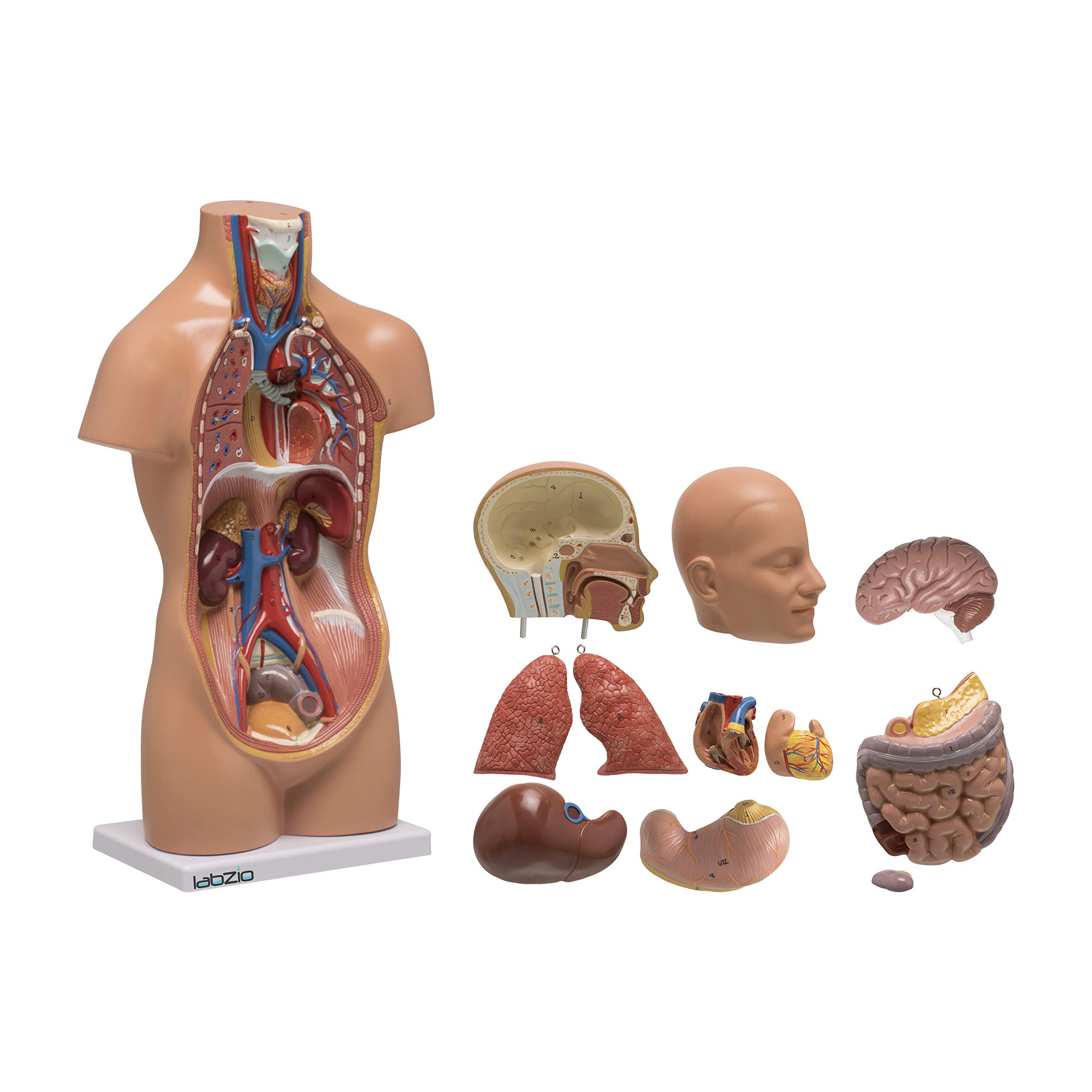 Labzio - Mini Torso anatomical model with base, 12 removable parts ...