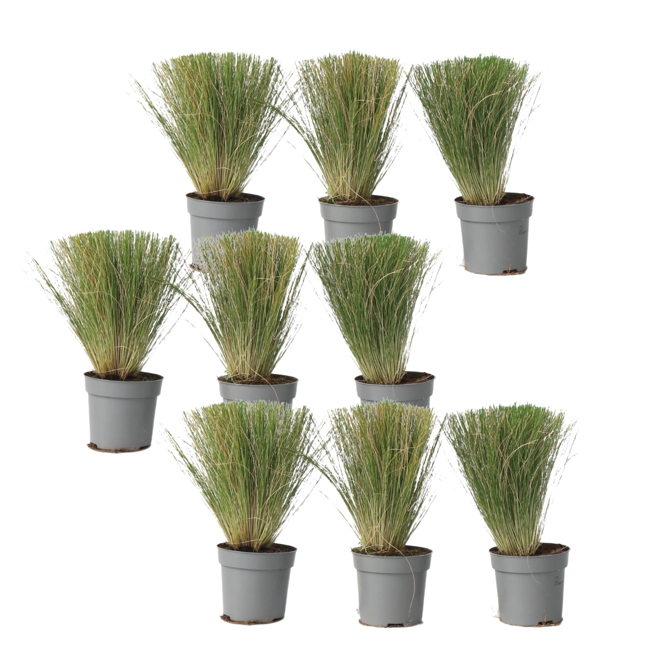 Plant in a Box - Stipa - Set di 9 - 'Pony Tail' - Erba ornamentale - Vaso 9cm - Altezza 20-30cm