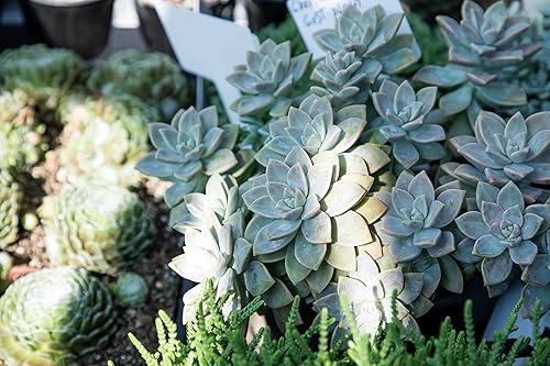 Miniatura 7 de Plants for Pets - Paquete de 4 plantas fantasmas de Graptopetalum vivas, plantas de interior vivas, plantas de interior vivas, plantas de interior