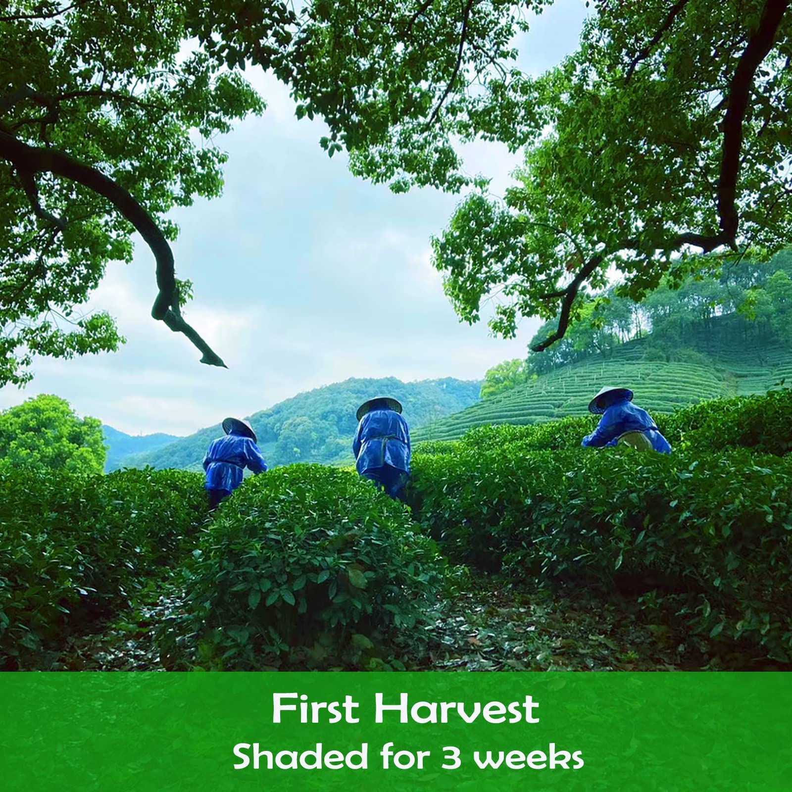 CAMEL Certified Organic Matcha Green Tea Powder Matcha Culinary Grade 4 oz First Harvest Pure Matcha Powder Unsweetened — view 3