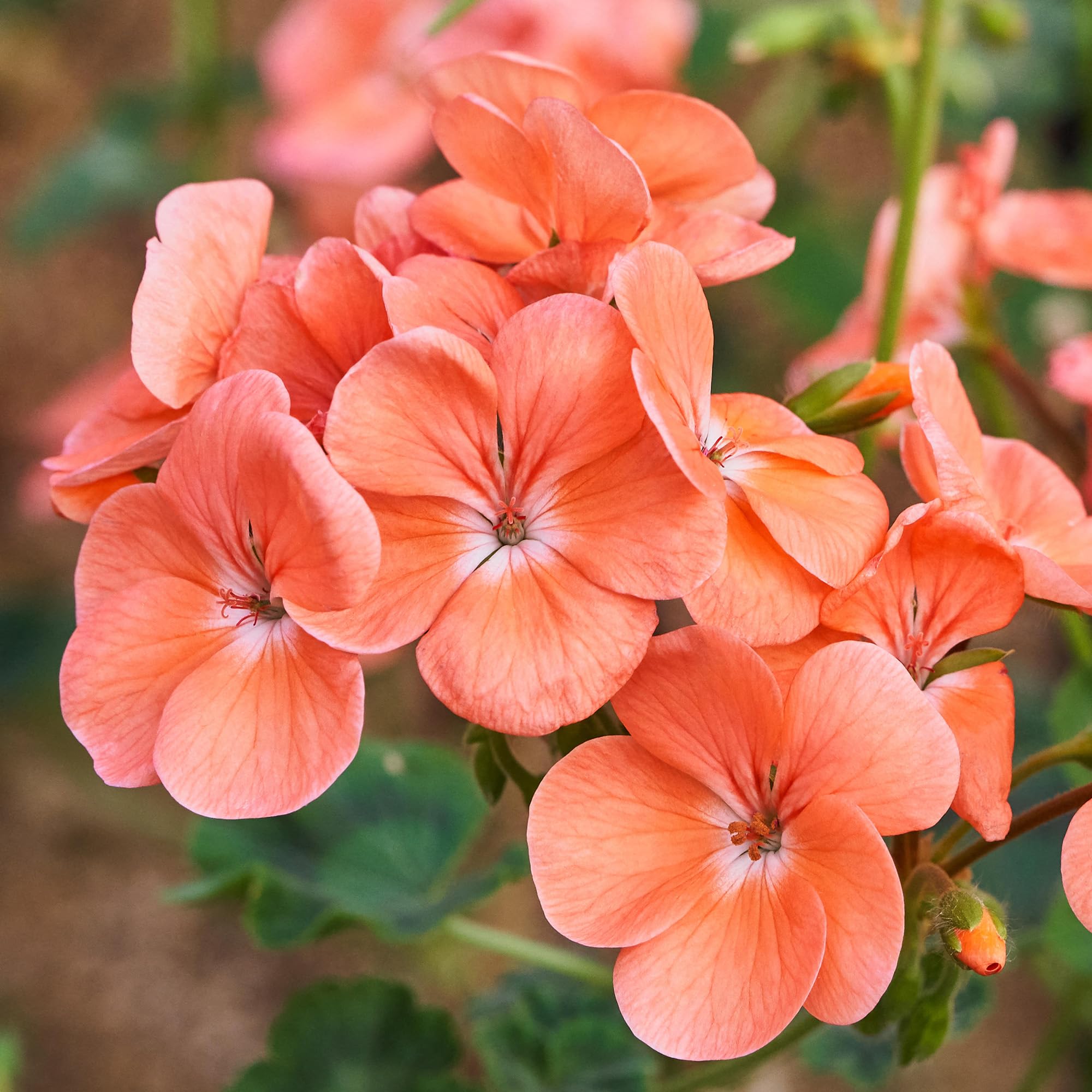 Geranium Zonal Salmon - Pink Flowers for Hanging Baskets, Beds, and Containers - Bedding Plants Outdoor Garden Ready - Geranium Plants for Long-Season Summer Flowering (1 Litre Pot, Pack of 6)