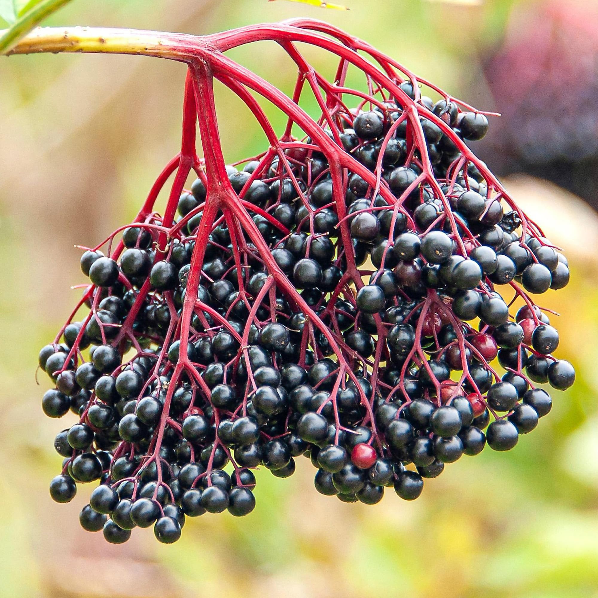 Elderberry Haidegg Fruit Plant - Sambucus Nigra Berry Plants Produce Juicy Summer Berries with a Rich Flavour - Outdoor Fruit Plants Outdoor Garden Ready and Low Maintenance (9cm Pot, 20-30cm)