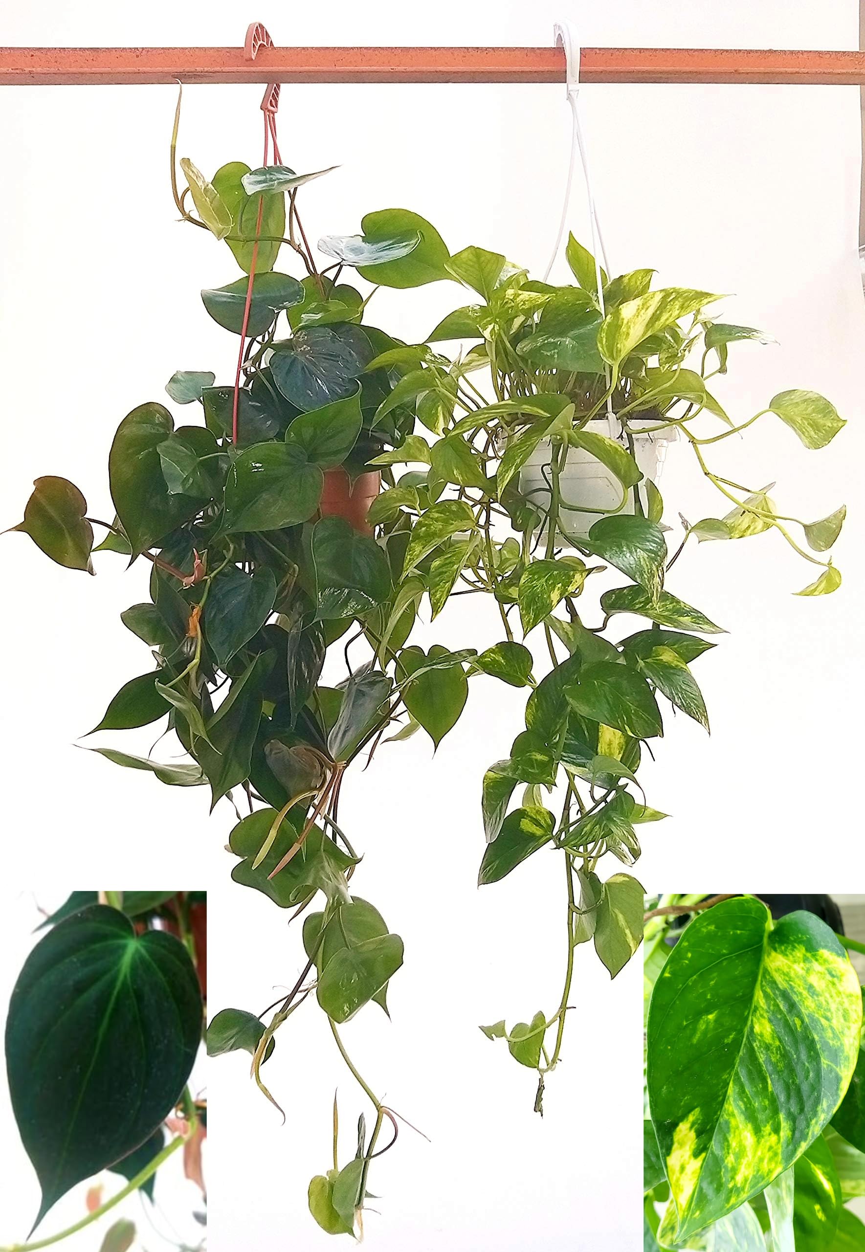 POWERS TO FLOWERS - POTOS EPIPREMNUM AUREUM BASKET e SCANDENS BASKET, piante vere