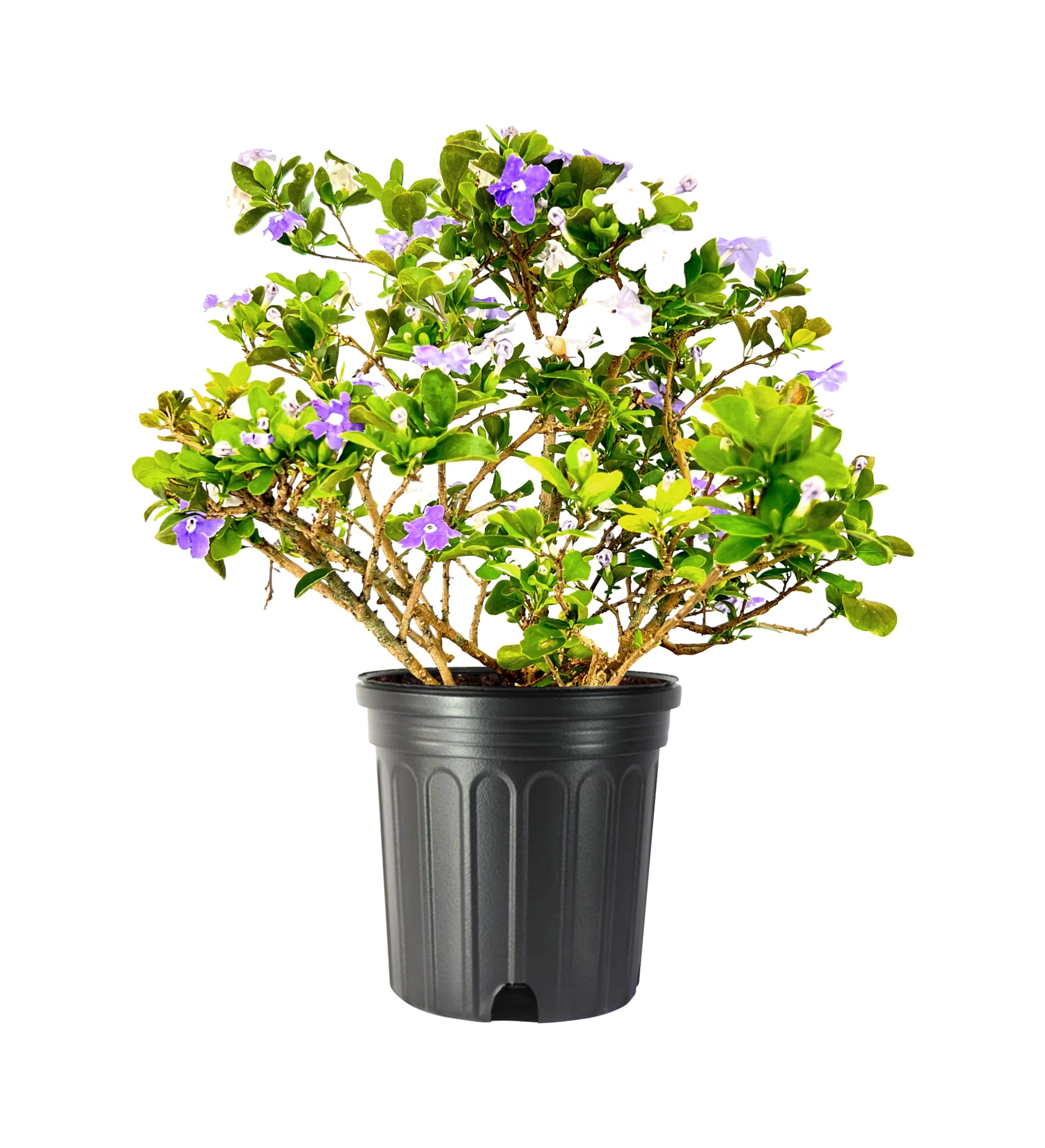 shallow plant pots Shallow Bowl main image 1
