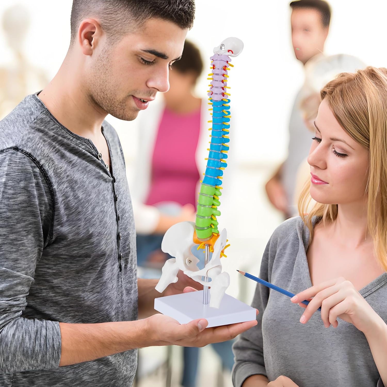 Mini Spine Anatomy Model - 15.5’’ Flexible Miniature Human Color Spine Model with All Nerves for Medical Learning - Vertebra Spine Model for Instruction Teaching, Study and Display