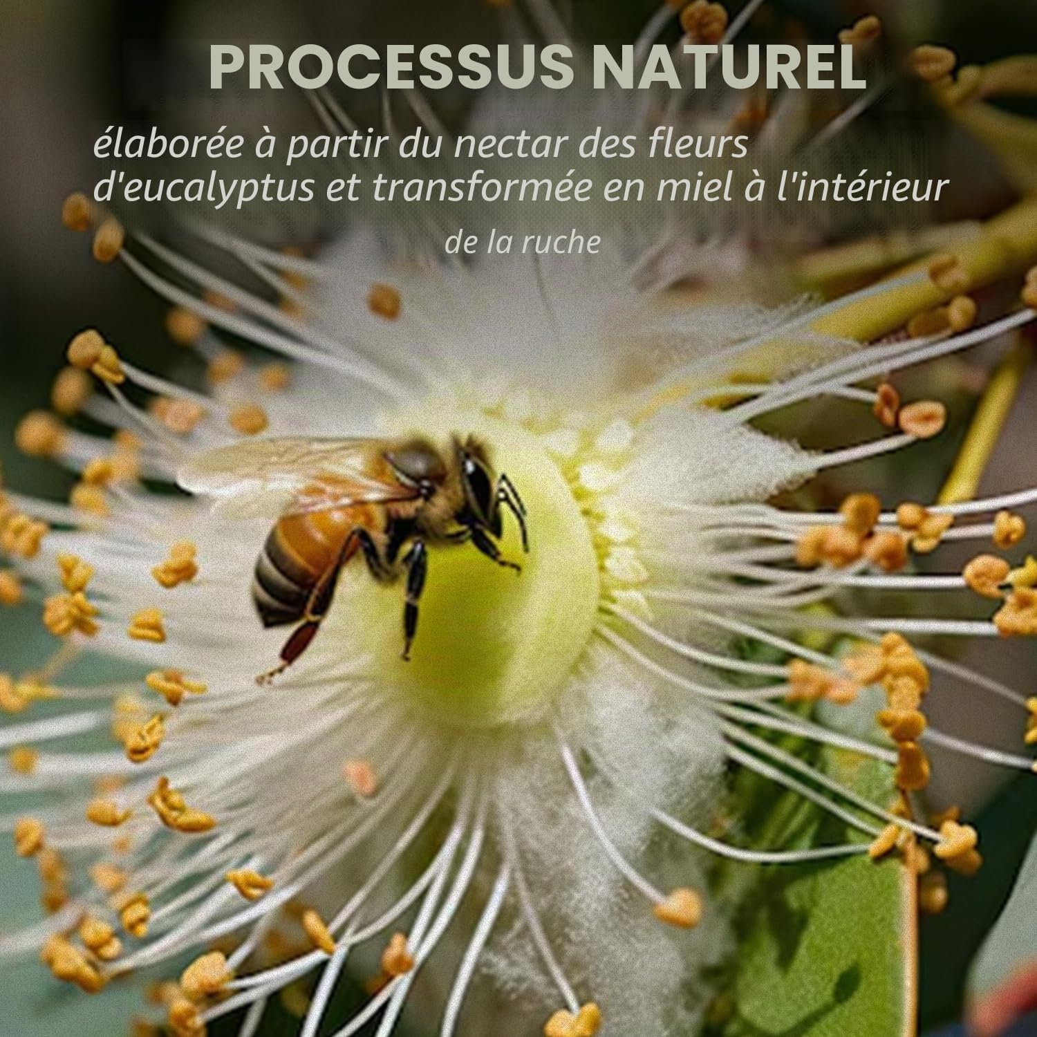 L'Abella Mel | Miel d'Eucalyptus Pur 100% Naturel | Miel d'Abeille Sans Additifs ni Sirops Ajoutés | Apiculture Familiale Depuis 4 Générations | Pot 3 kg