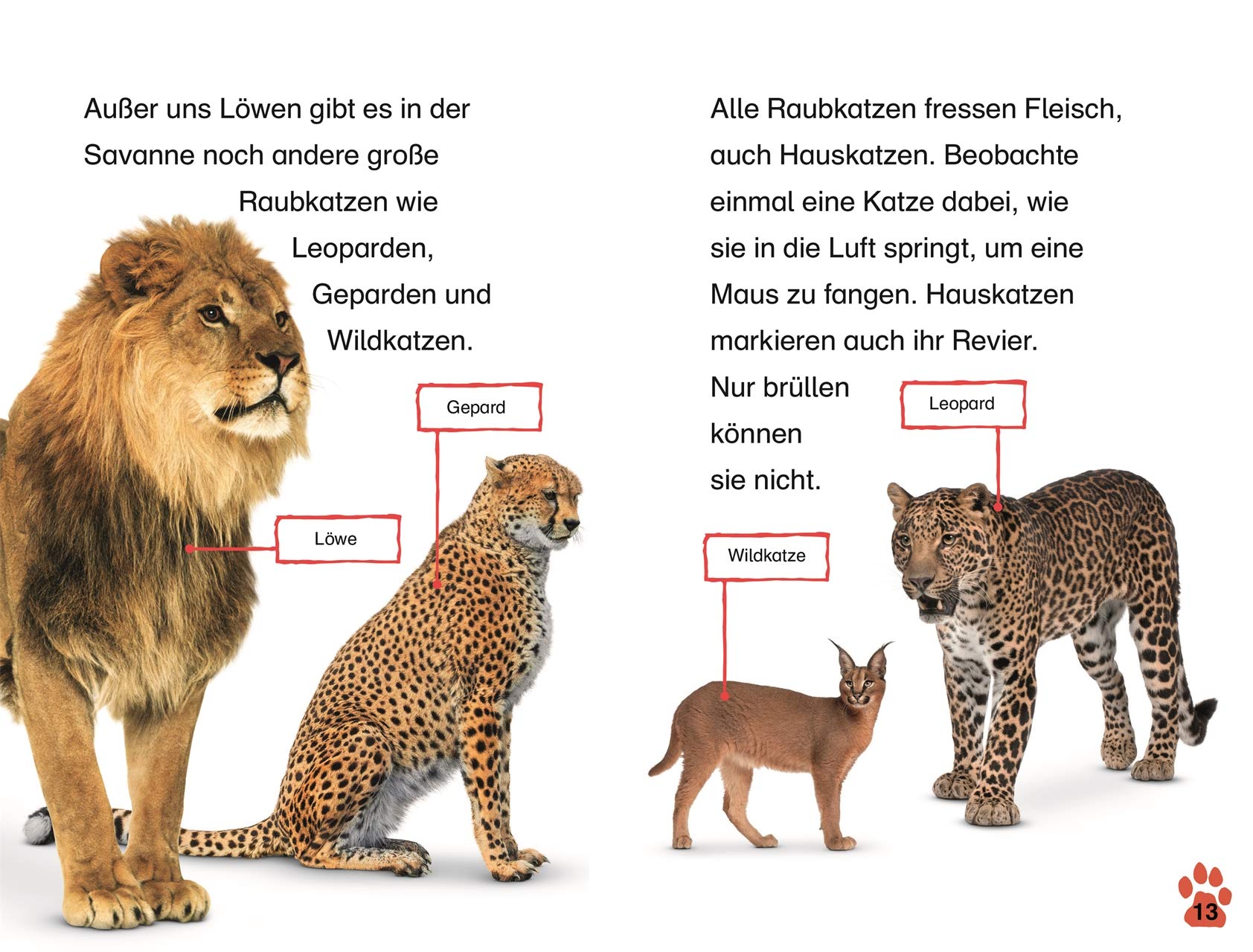 SUPERLESER! Löwen-Abenteuer: 1. Lesestufe Sach-Geschichten für Leseanfänger