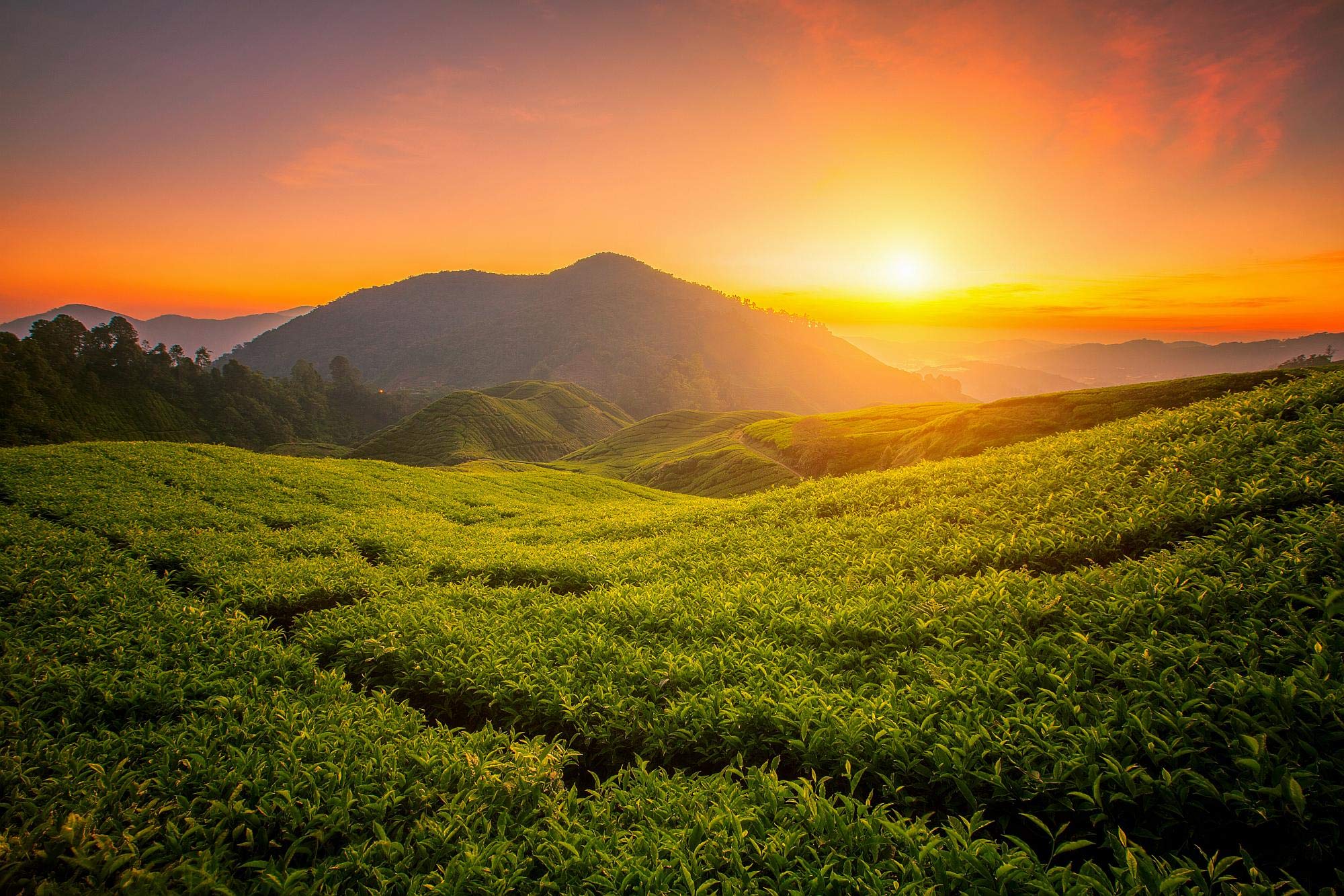 Mi Lan Xiang Dan Cong Bio Oolong Tee aus China | Ernte 2025 | Beste Teequalität direkt von preisgekrönten Teegärten | Ideal für alle Teeliebhaber und als Geschenk (80g)