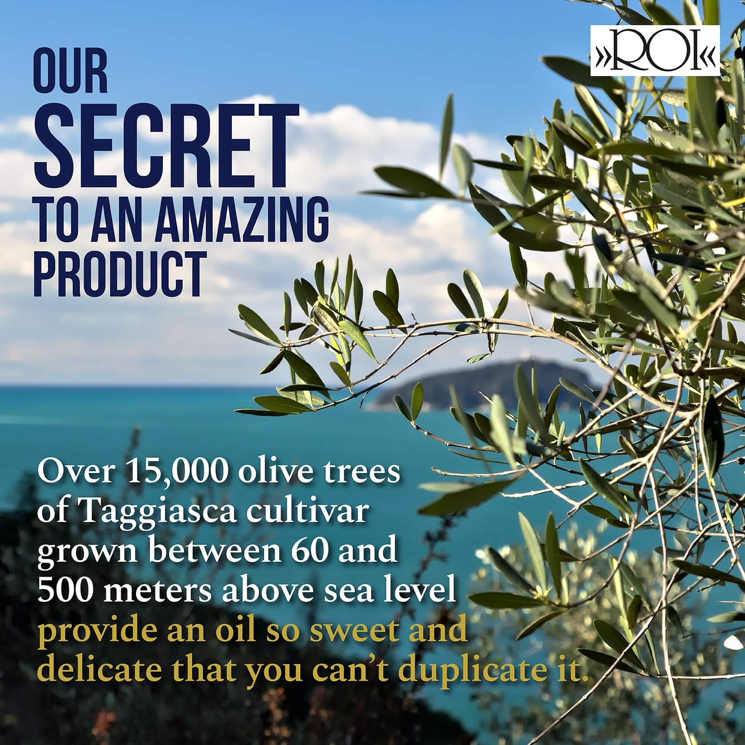 ROI Rosemary Infused Olive Oil - 100% Natural, Italian Gourmet Extra Virgin Olive Oil - Cold Pressed with Real Rosemary, 8.45 fl oz / 250 ml