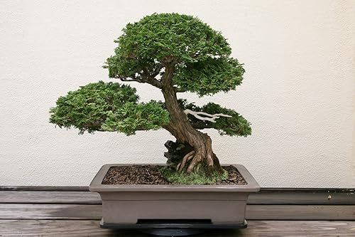 Hinoki Cypress Bonsai Tree Seeds - 20 semillas para cultivar - Árbol bonsái de hoja perenne - Se envía desde Iowa, EE. UU