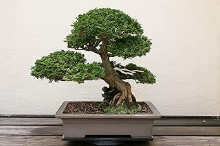 Hinoki Cypress Bonsai Tree Seeds - 20 Seeds to Grow - Evergreen Bonsai Tree - Ships from Iowa, USA