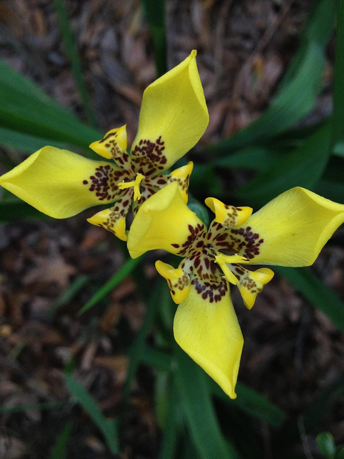 Yellow Walking Iris - Trimezia steyermarki -Live Plant - Water Bog Garden - Emerald Goddess Gardens - Starter Sz 4 Inch Pot