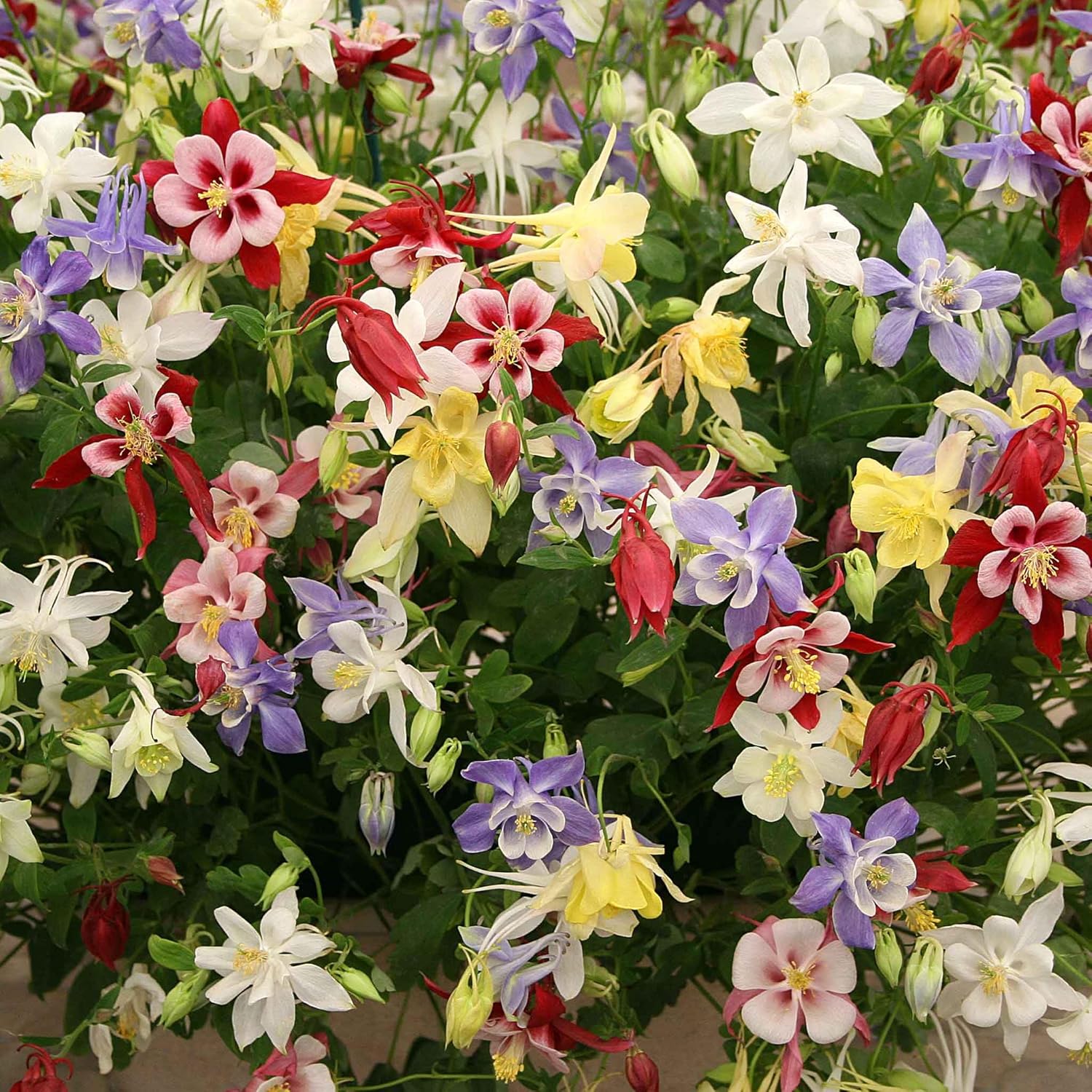 Eden Brothers Blue Columbine Seeds
