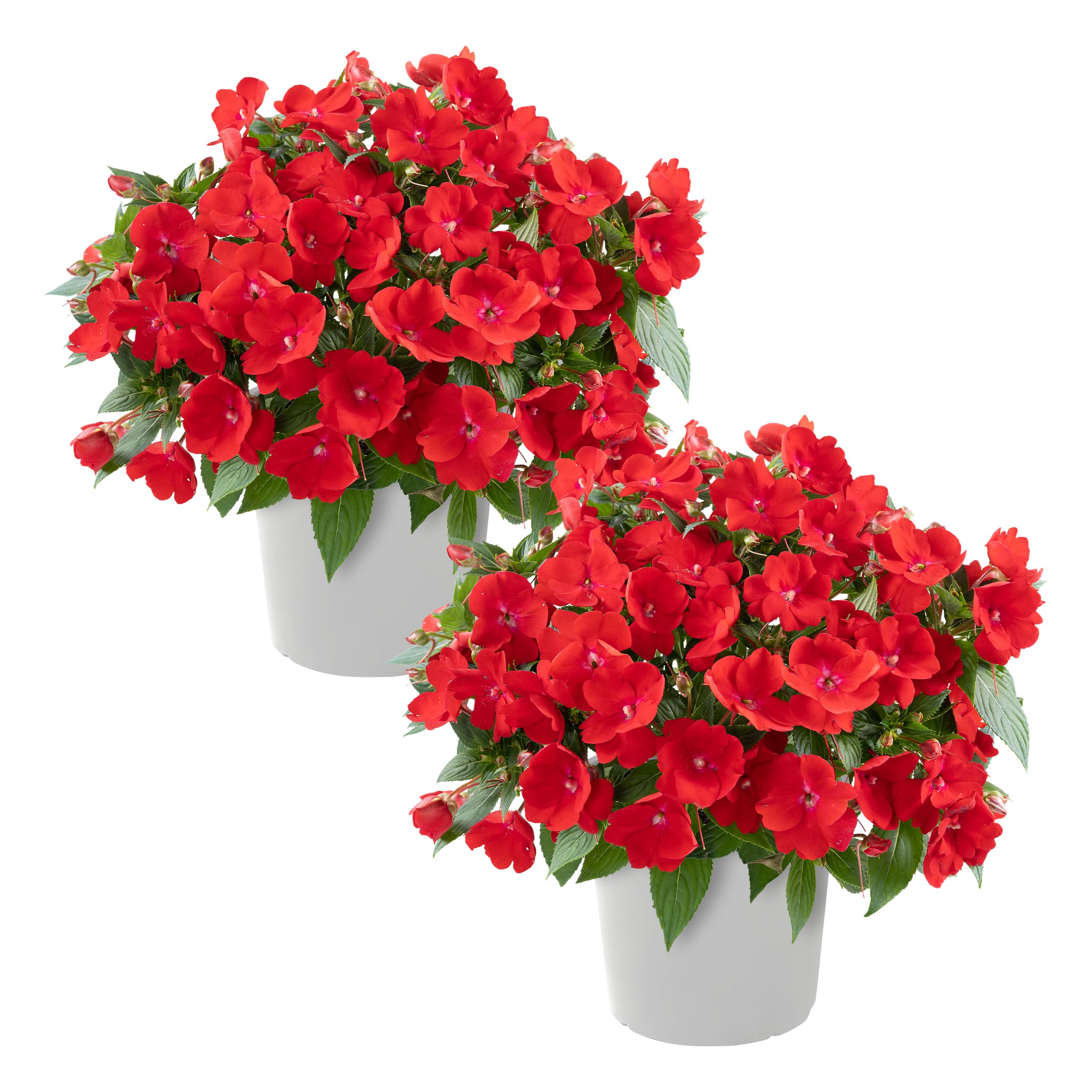 Live Flowering New Guinea Impatiens - Red (2 Plants Per Pack)