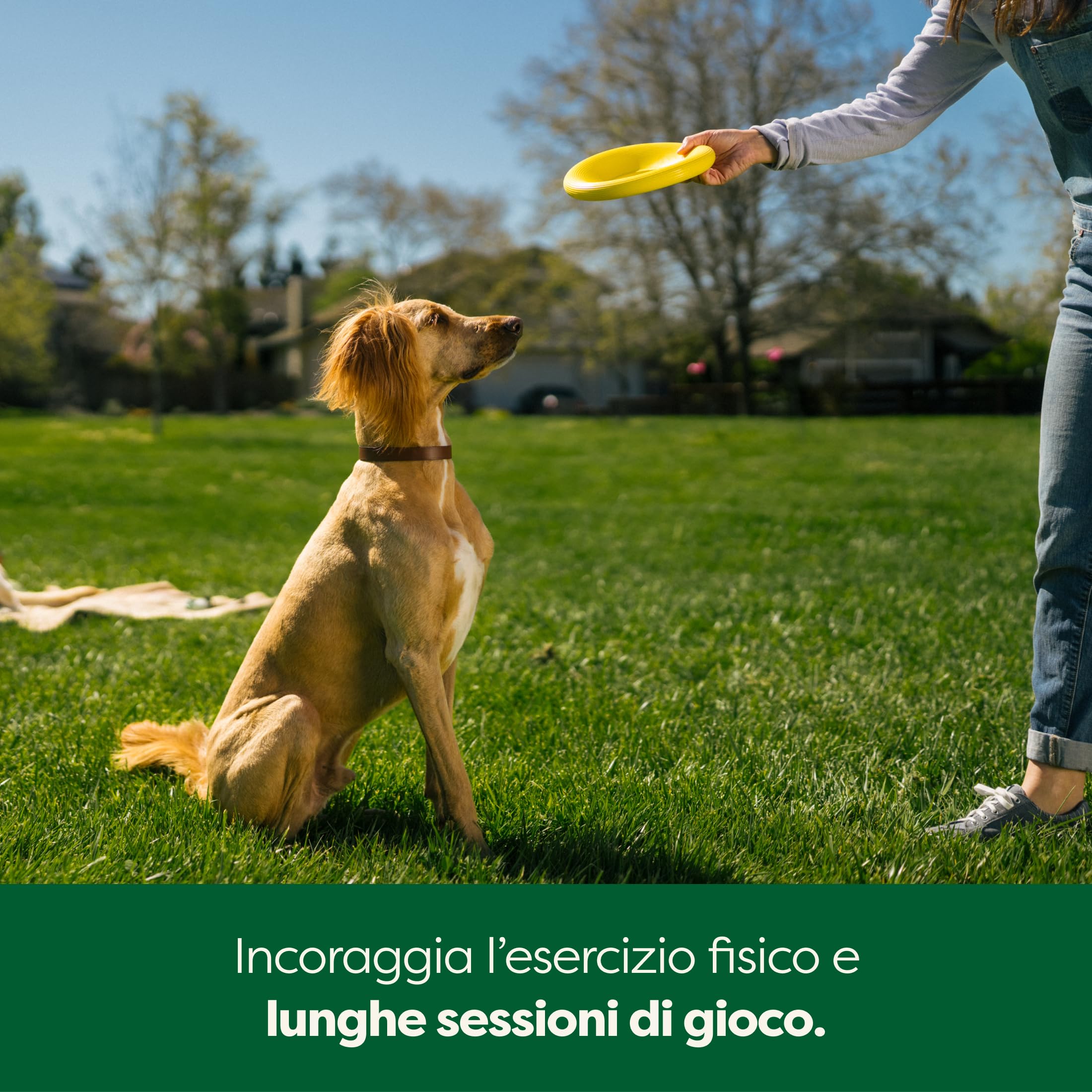 Earth Rated Disco volante per cani, giocattolo interattivo per cani adulti e cuccioli, galleggia in acqua, grande, giallo