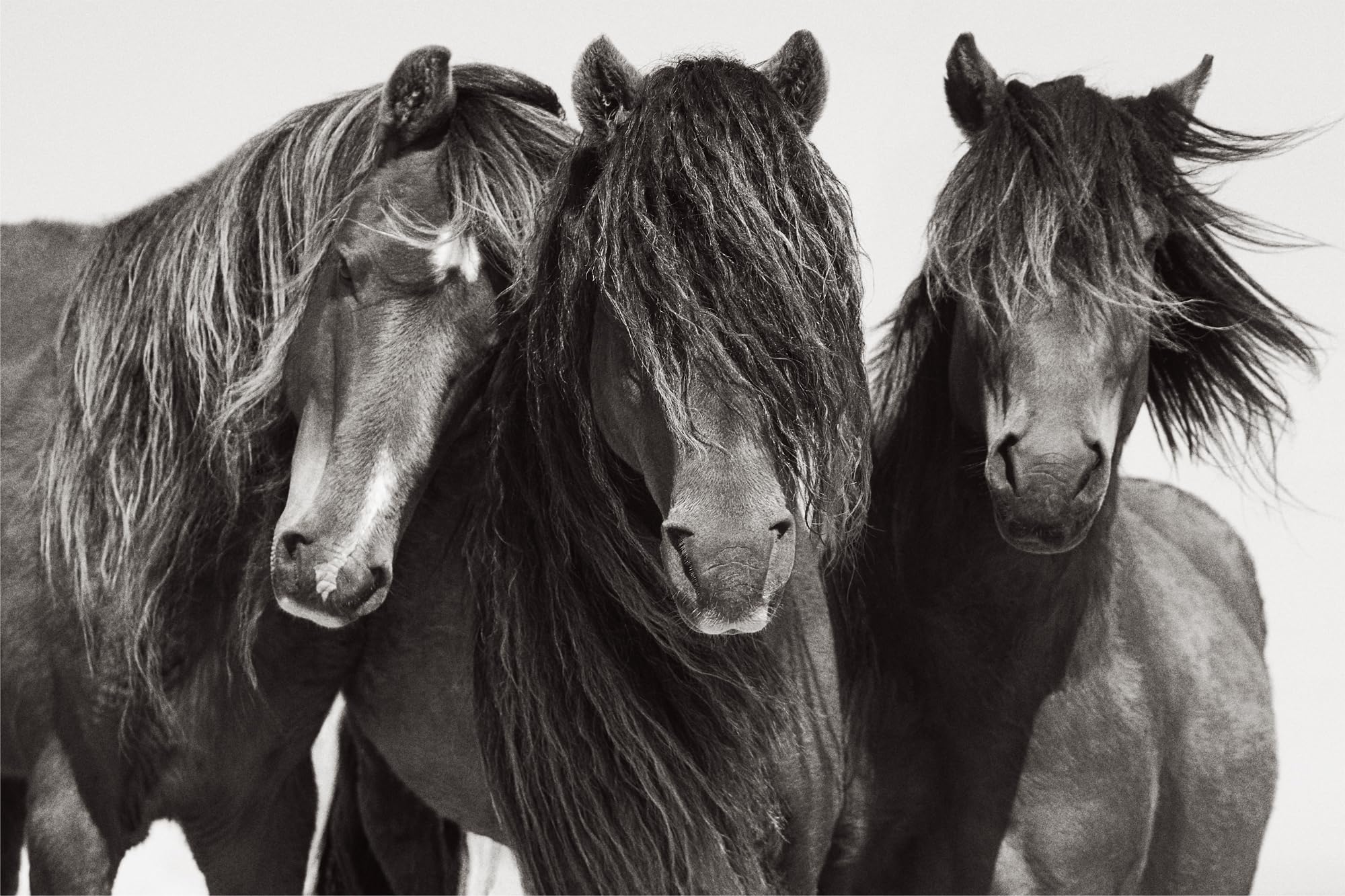 Untamed Spirits: Horses from Around the World /anglais/allemand