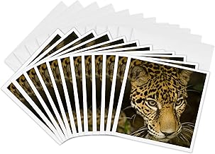 3dRose Greeting Cards - Jaguar, Belize Zoo, Belize - SA02 JME0246 - John and Lisa Merrill - 12 Pack - Jaguars