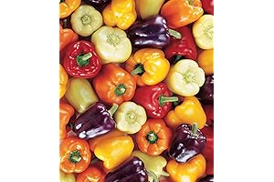 Burpee Carnival Mix Sweet Pepper Seeds: Grow a Vibrant EBT-Eligible Veggie Patch