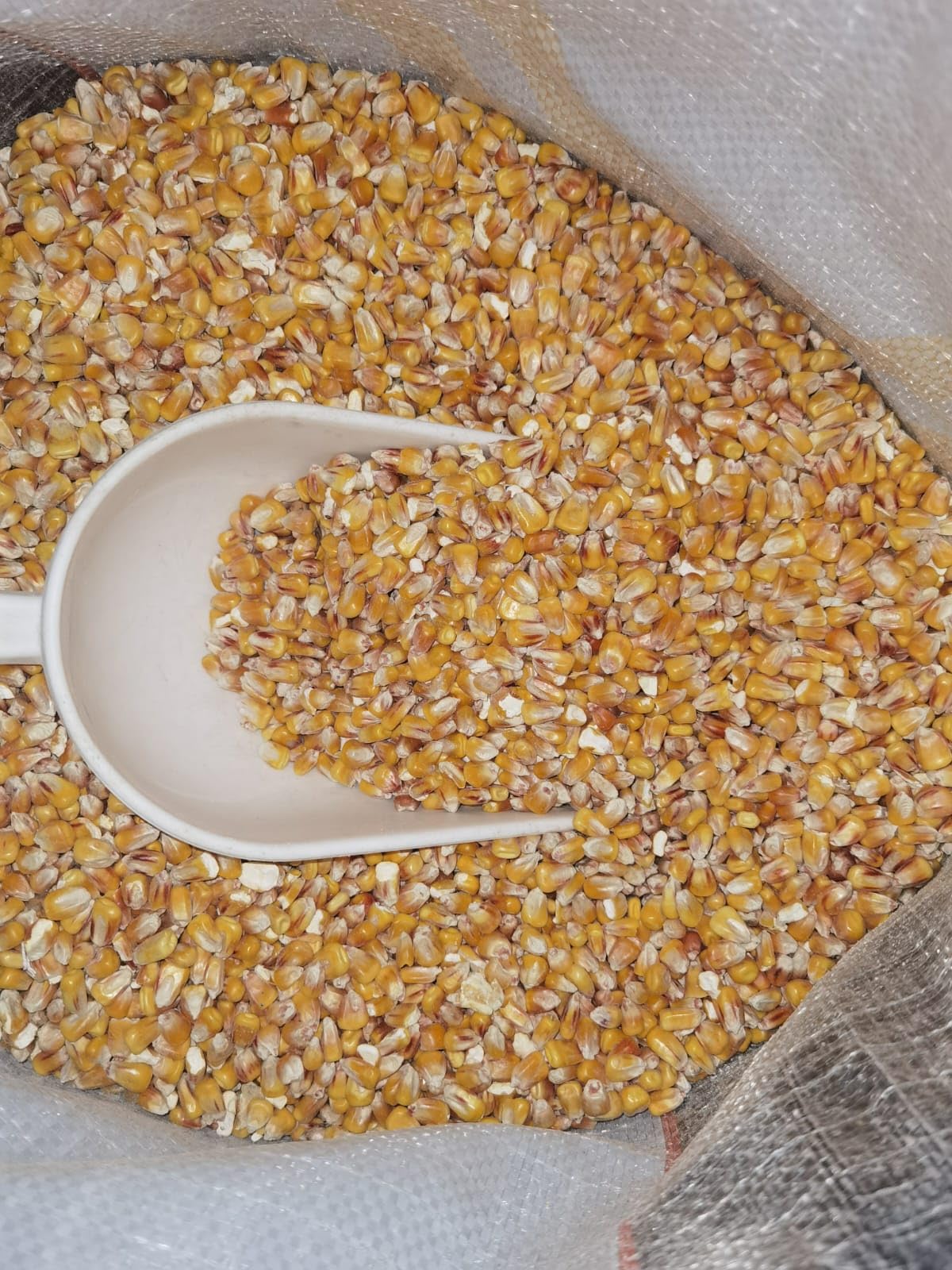 20 kg Mais Intero No OGM per Galline, Conigli, Piccioni, Anatre, Alimento Energetico Naturale, Selezionato e Pulito