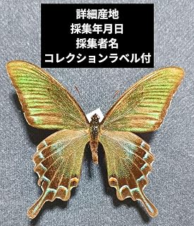 ラベル完璧 対馬産 カラスアゲハ