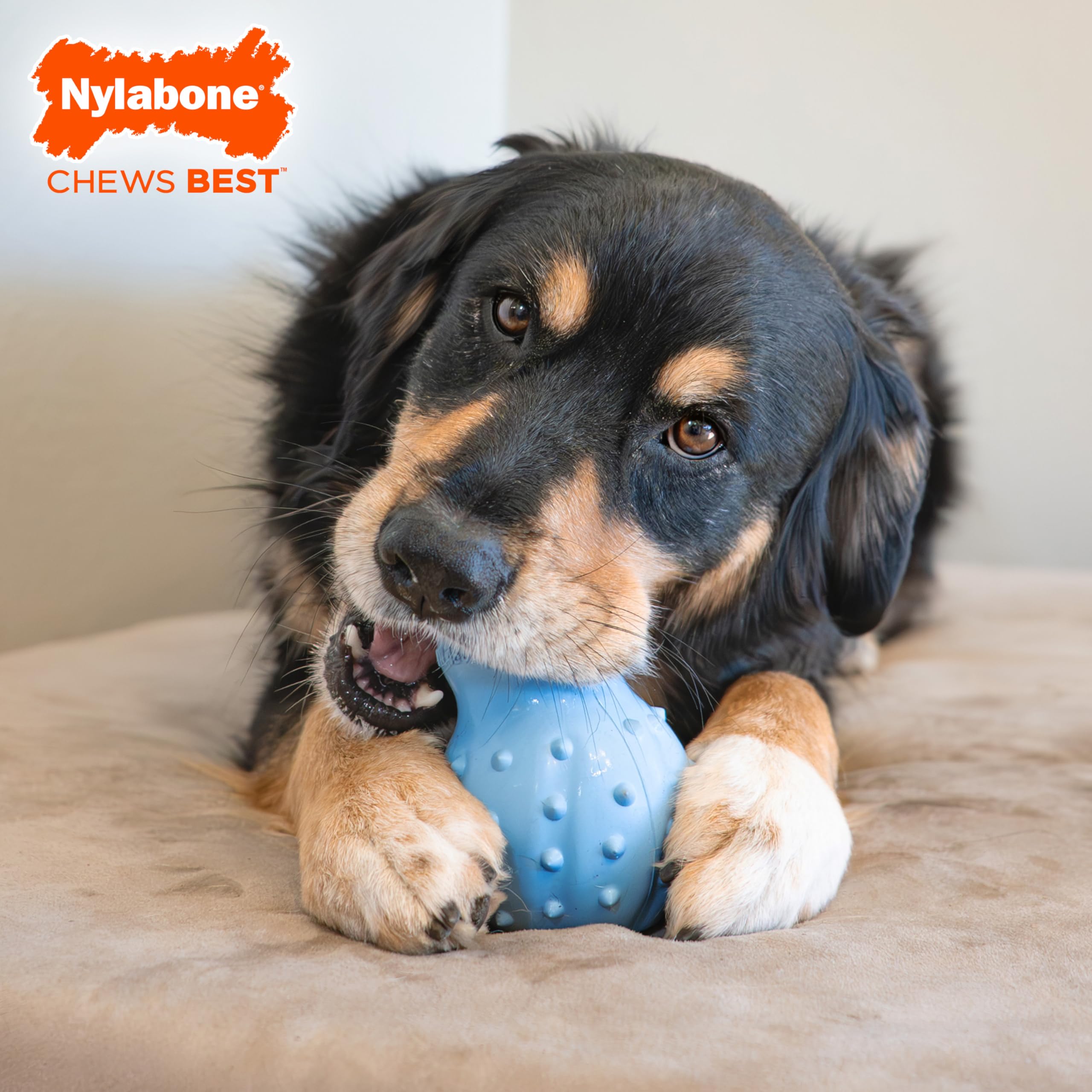 Nylabone Treatin' Cone Starkes füllbares Kauspielzeug für Hunde, Naturkautschuk, befüllbares Leckerli-Spielzeug, Leckerli-Dosierung, Hundespielzeug, Speckgeschmack, Größe XL, 1 Stück