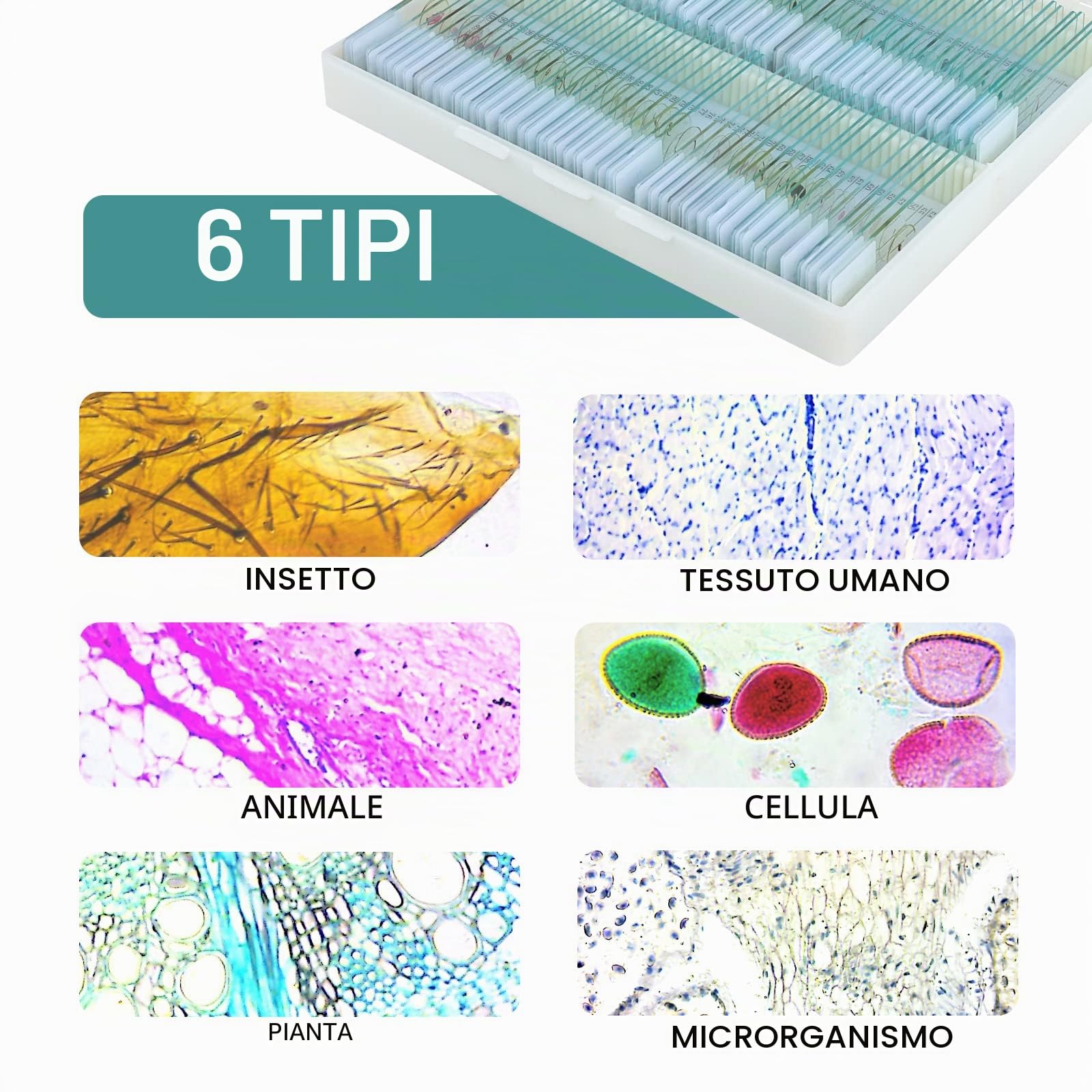 100 Vetrini per Microscopio Preparati, Vetrini Microscopio con Insetti Piante Tessuti Umani per Bambini Studenti l'apprendimento
