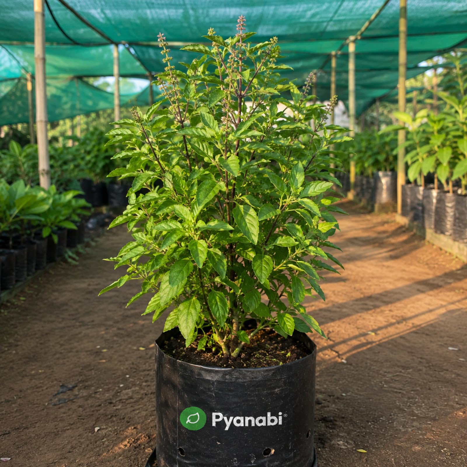 Chakra Phool Plant - Star Anise Spice Tree -16 Chakra Phool Plant - Star Anise Spice Tree -16