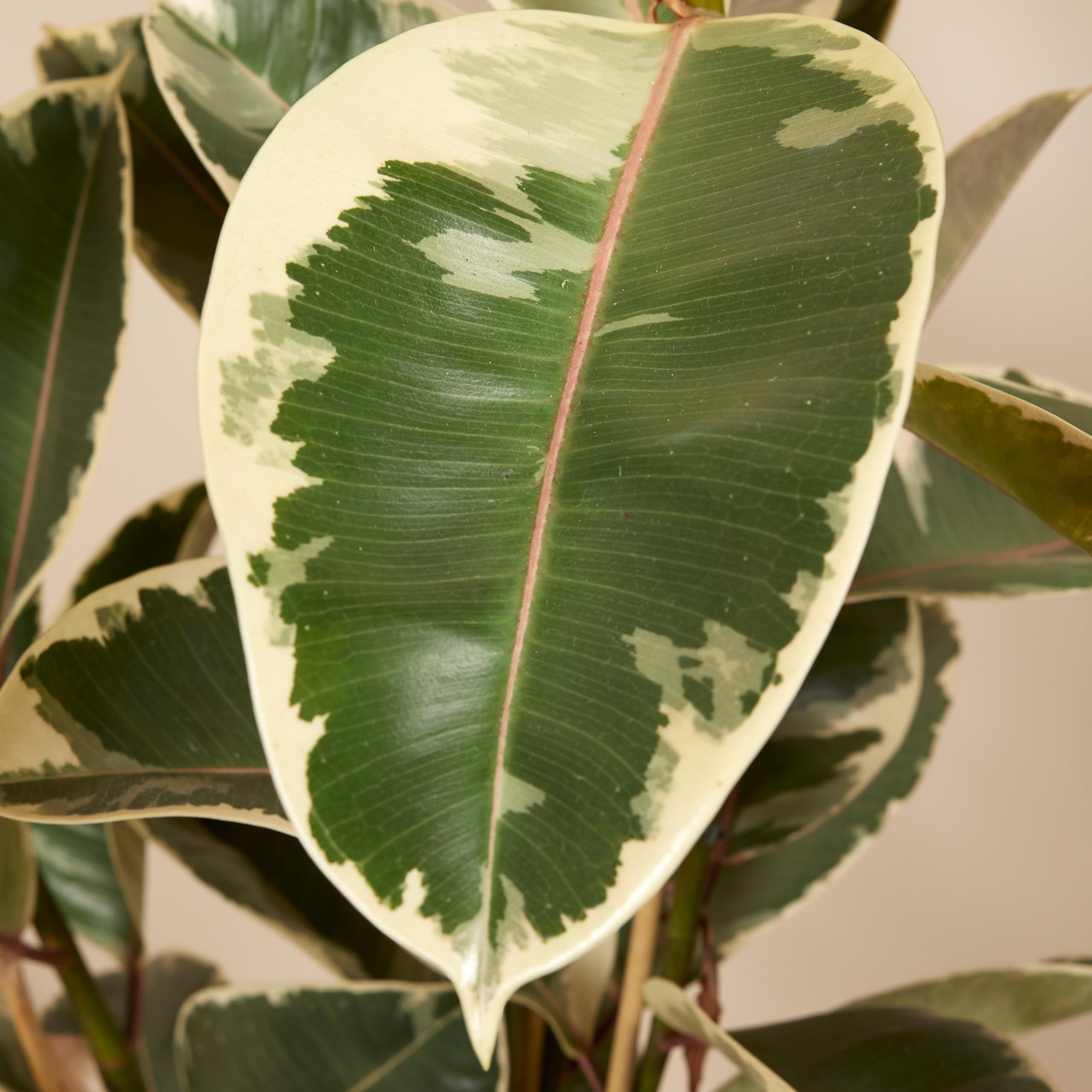 Bloomique - Ficus Elastica Tineke - Gummibaum - Zimmerpflanzen - Luftreinigend - Höhe 90-110 cm - Topf 27