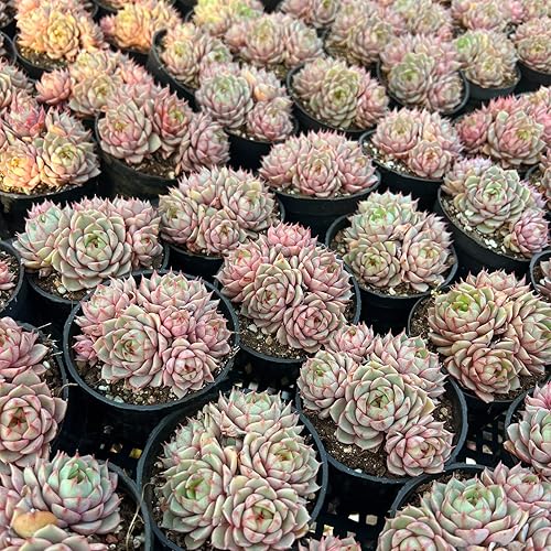 Miniatura 5 de Echeveria Ben Badis - Plantas suculentas vivas raras, naranja de 3 a 4 cabezas de 3.5 pulgadas, paquete sin maceta y tierra, escritorio de oficina