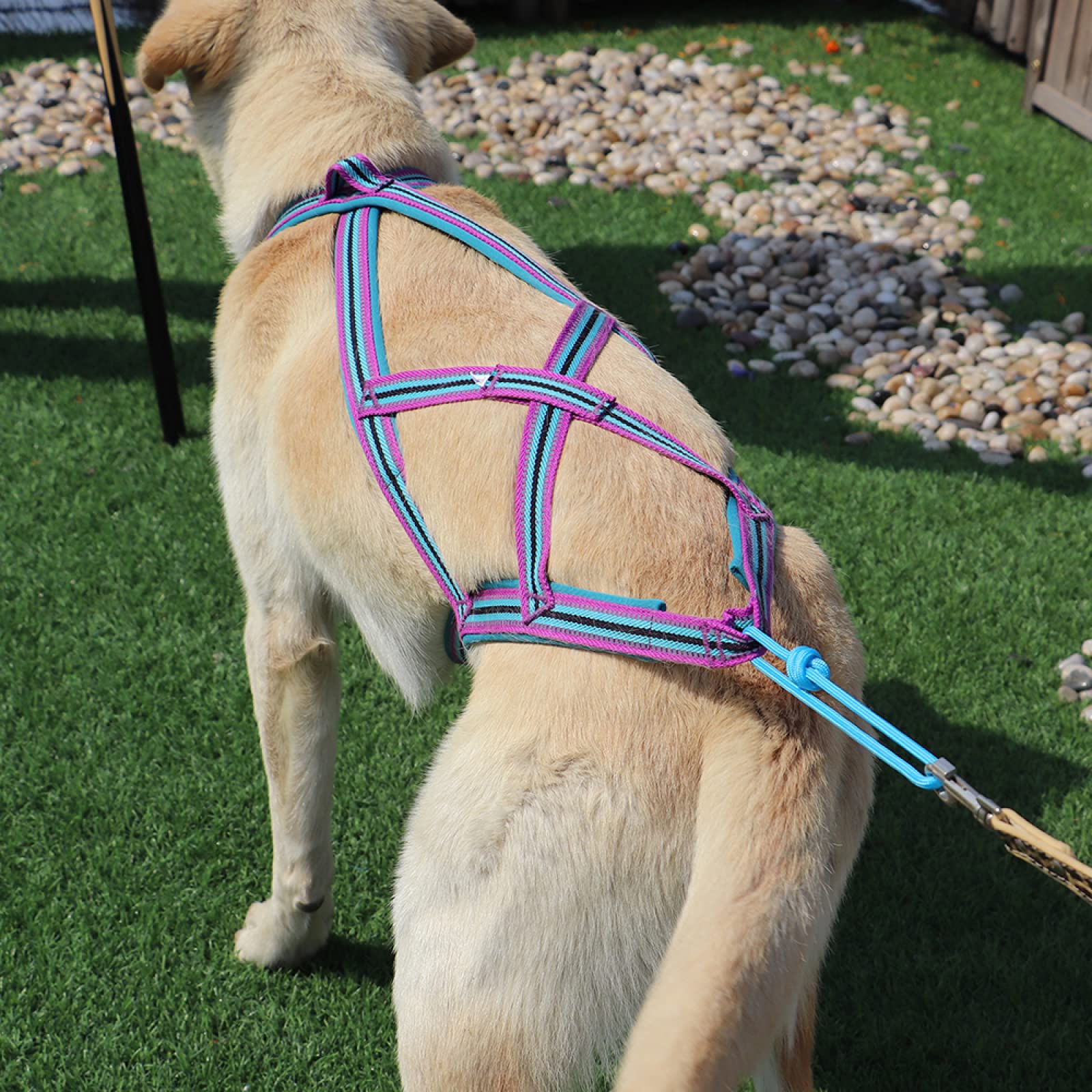 LASALINE Imbracatura Per Cani Da Traino X-Back Per Bikejoring, Canicross, Scooter, Skijoring, Dog-Trekking, Sleddog - Nero Azzurro - Foto 9