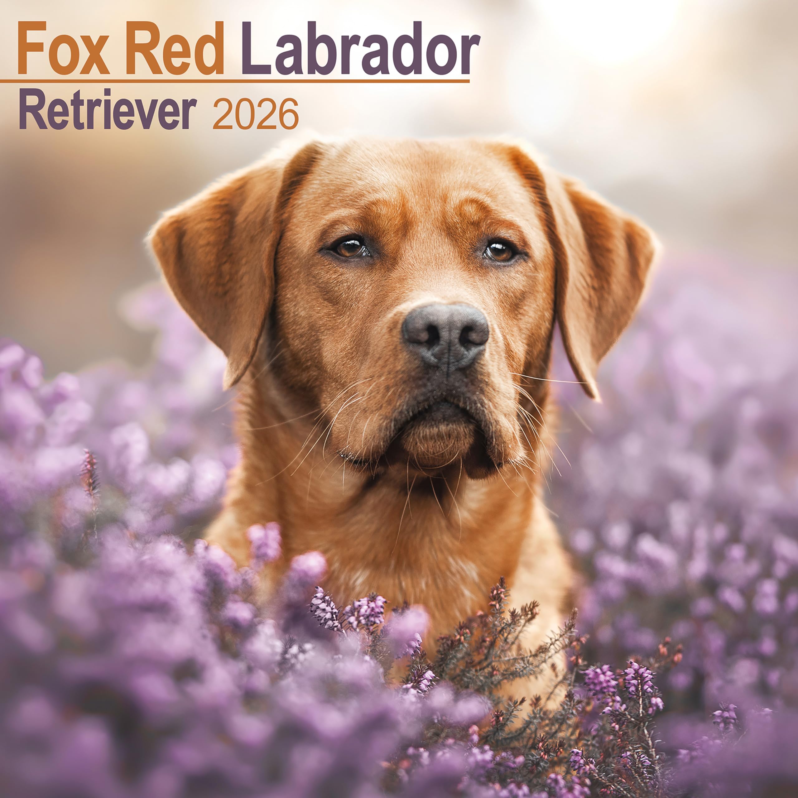 Fox Red Labrador Retriever 2026 Calendar | Square Wall Calendar | Dog Breed Gift | Plastic Free Packaging | by Avonside Publishing