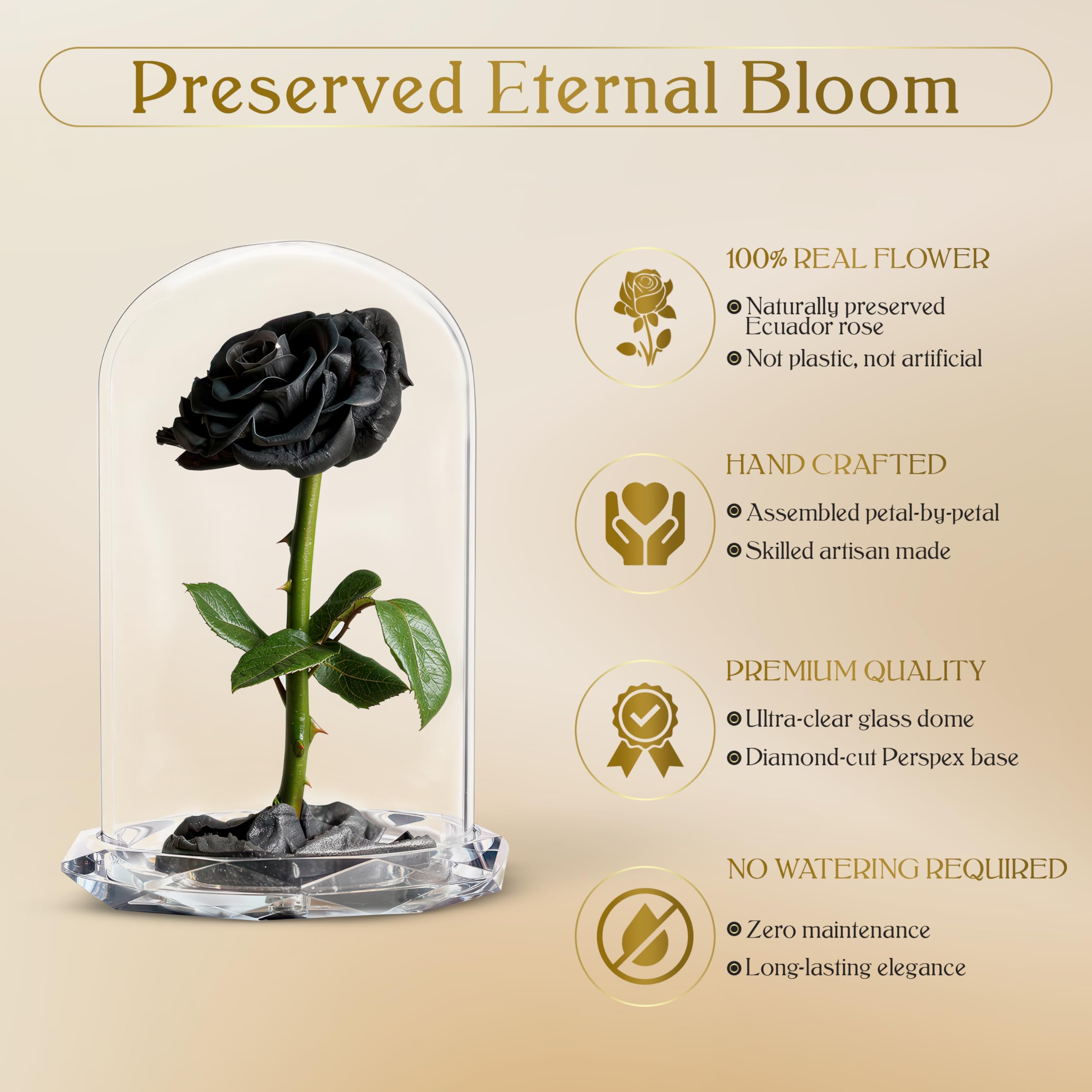 INTIGNIS Rose Stabilisée sous Cloche en Verre, Véritable Fleur Préservée Jusqu’à 5 Ans, Cadeau Élégant pour Femme, 25 cm avec Fleur 8 cm, Base Décorative (Noir)