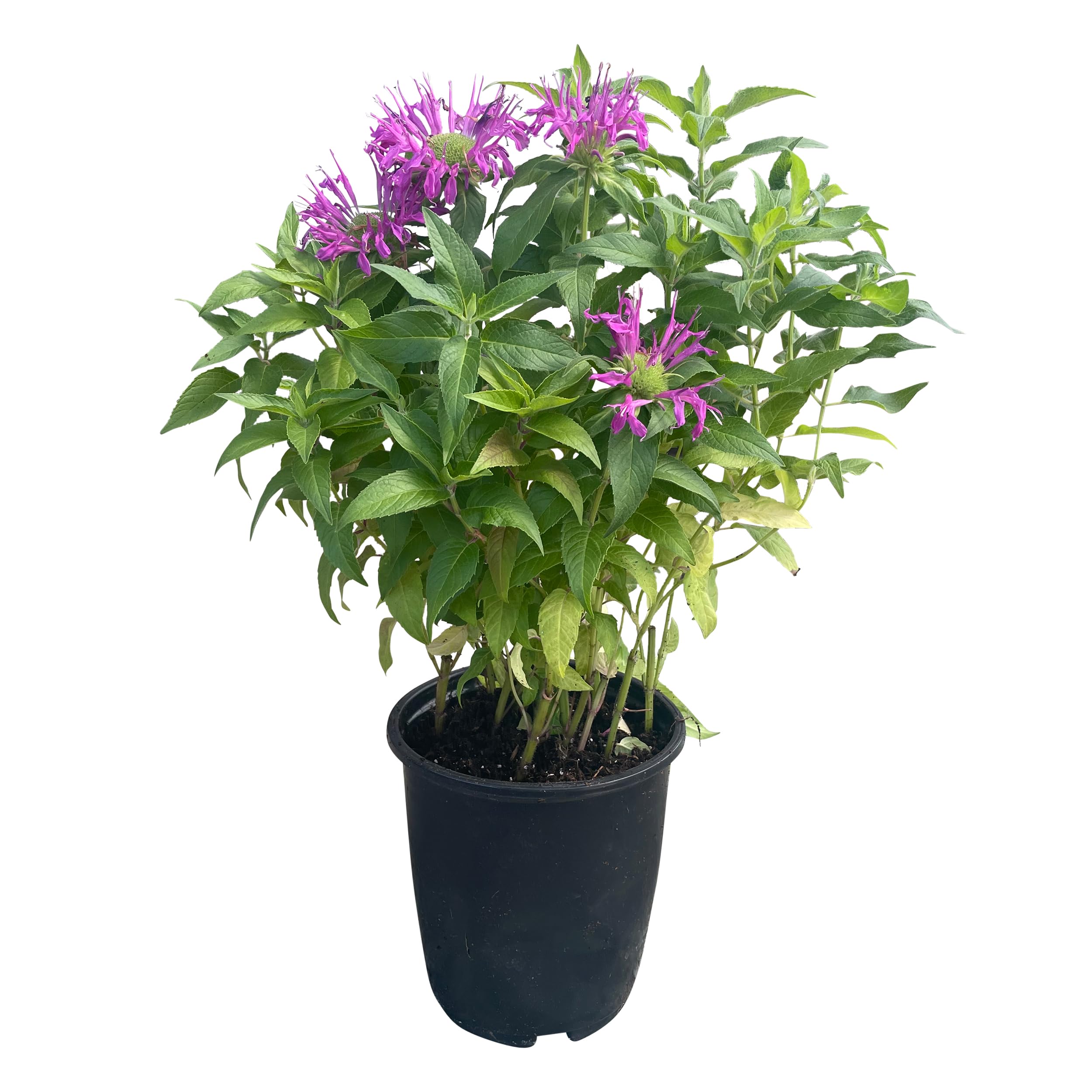 The Three Company Bee Balm 2.5 Qt