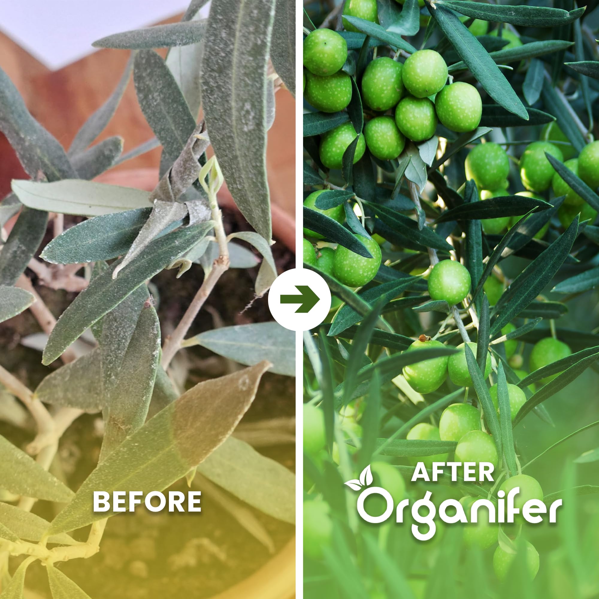 Fertilizante Líquido - 2x1L - Para Olivo - NPK 2-1-8 | Plantas Fuertes Y Hojas Saludables - Organifer