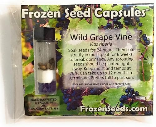 Uva silvestre (Vitis riparia) - Cultiva ahora o almacena para futuras plantaciones - Cápsula de 10 semillas