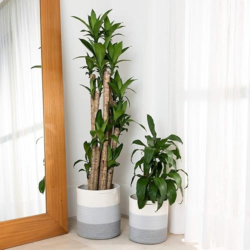 Miniatura 3 de OrganiHaus Paquete de 2 macetas para plantas de interior  Cubierta de maceta de árbol  Cestas tejidas para plantas de interior  Cesta de cuerda de