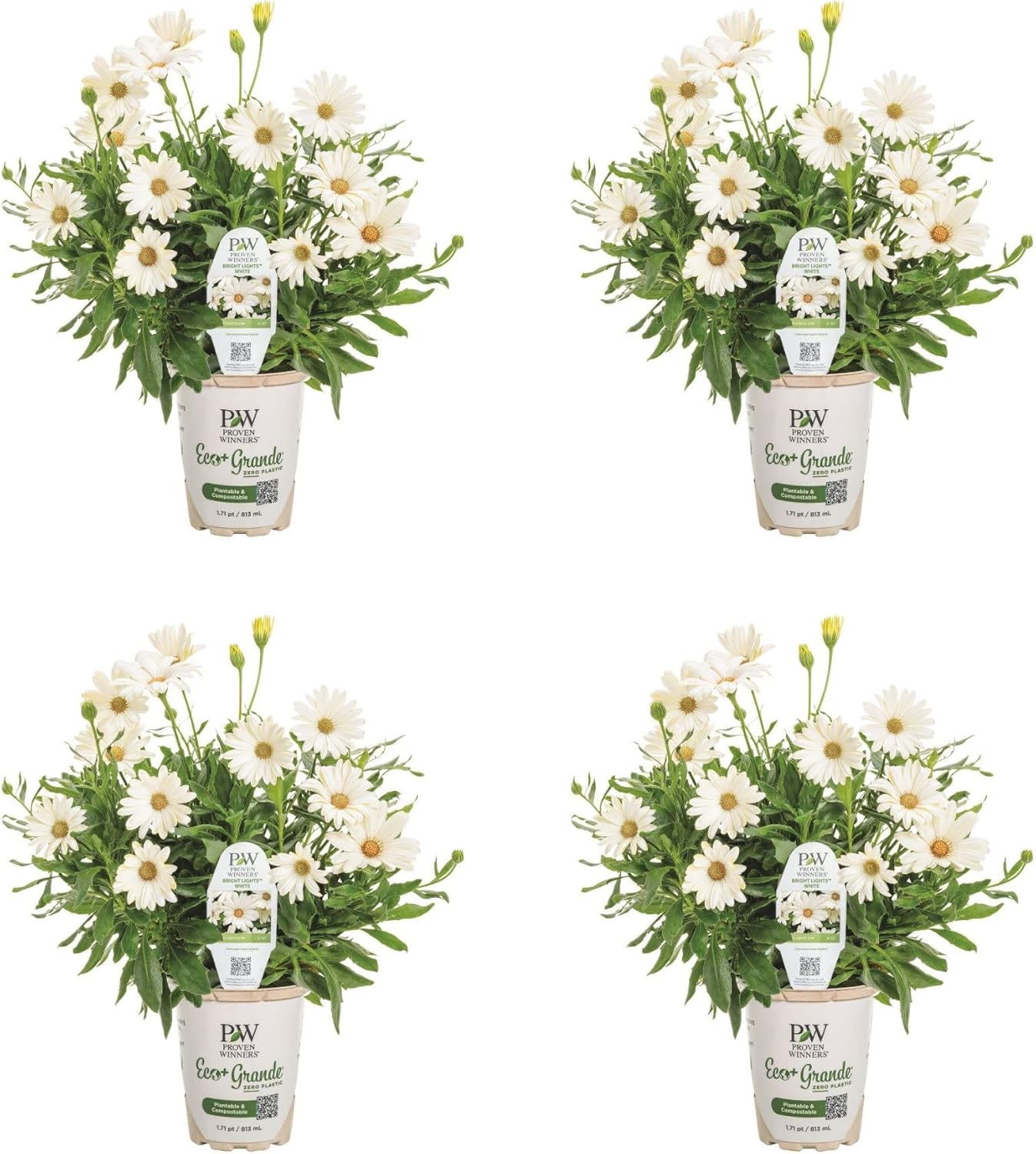 Proven Winners Bright Lights White African Daisy (Osteospermum) Live Plant, Eco+ Grande, 4 Pack