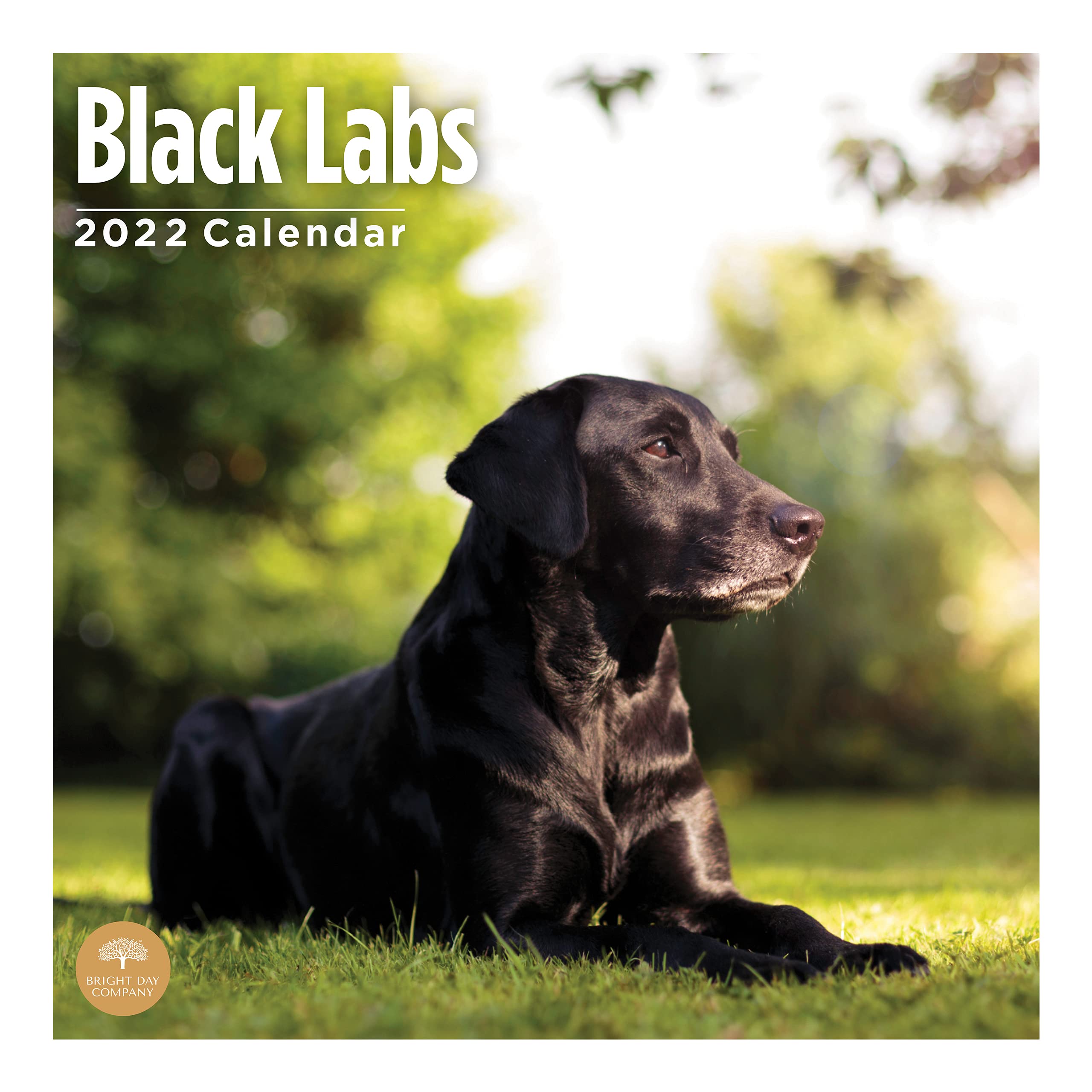 2022 Black Labs Wall Calendar by Bright Day, 12 x 12 Inch, Cute Dog Puppy Labrador