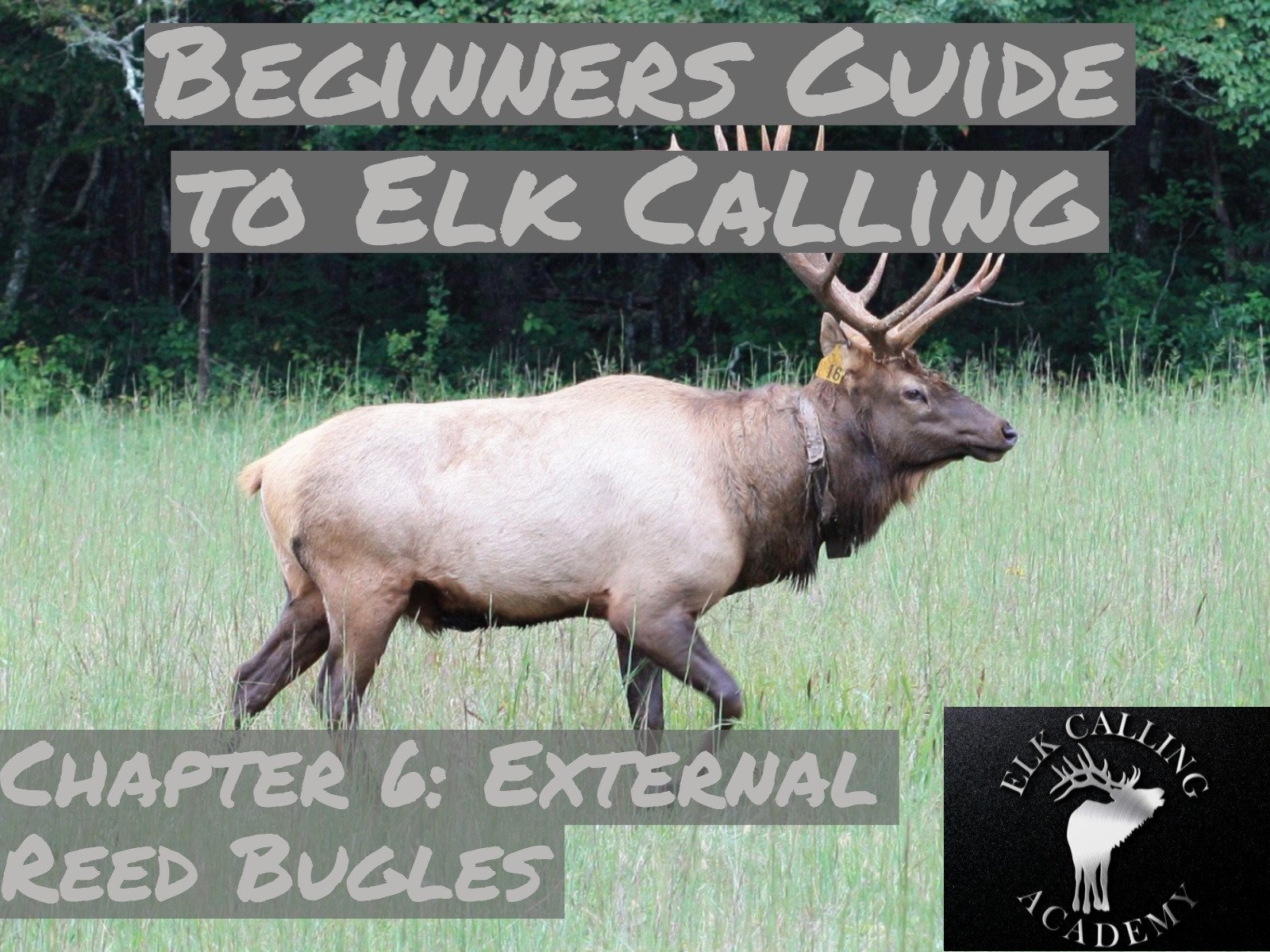 Watch Beginners Guide to Elk Calling Prime Video