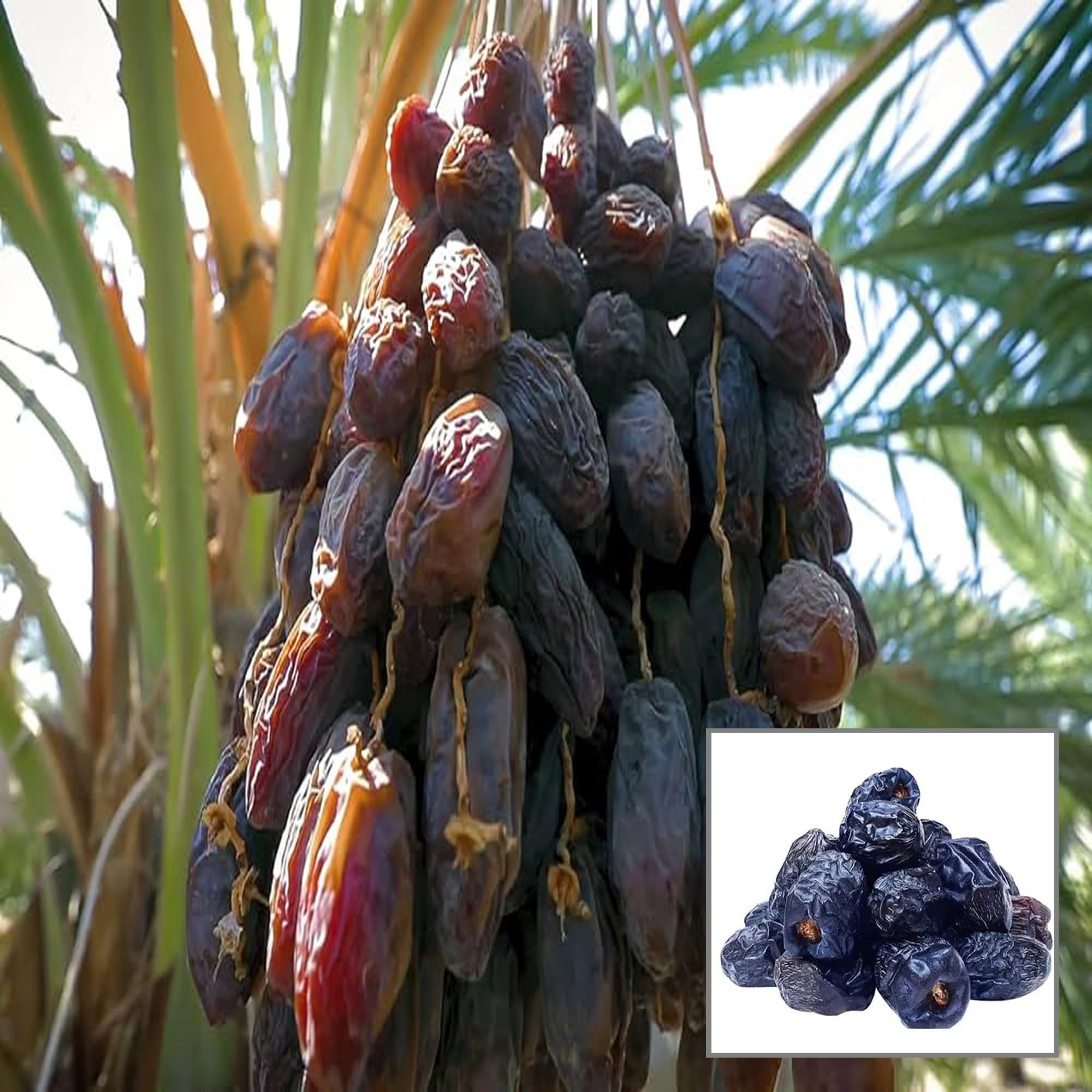 HAPING Ajwa Dates Palm Arabian Khurma Khajoor Dwarf Fruit Live Plant (1.5-3 Feet Height) (B0CV4X25FW) Amazon Price History, Amazon Price Tracker