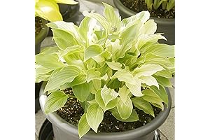 White Hosta Live Plant: Graceful Foliage for Your Garden