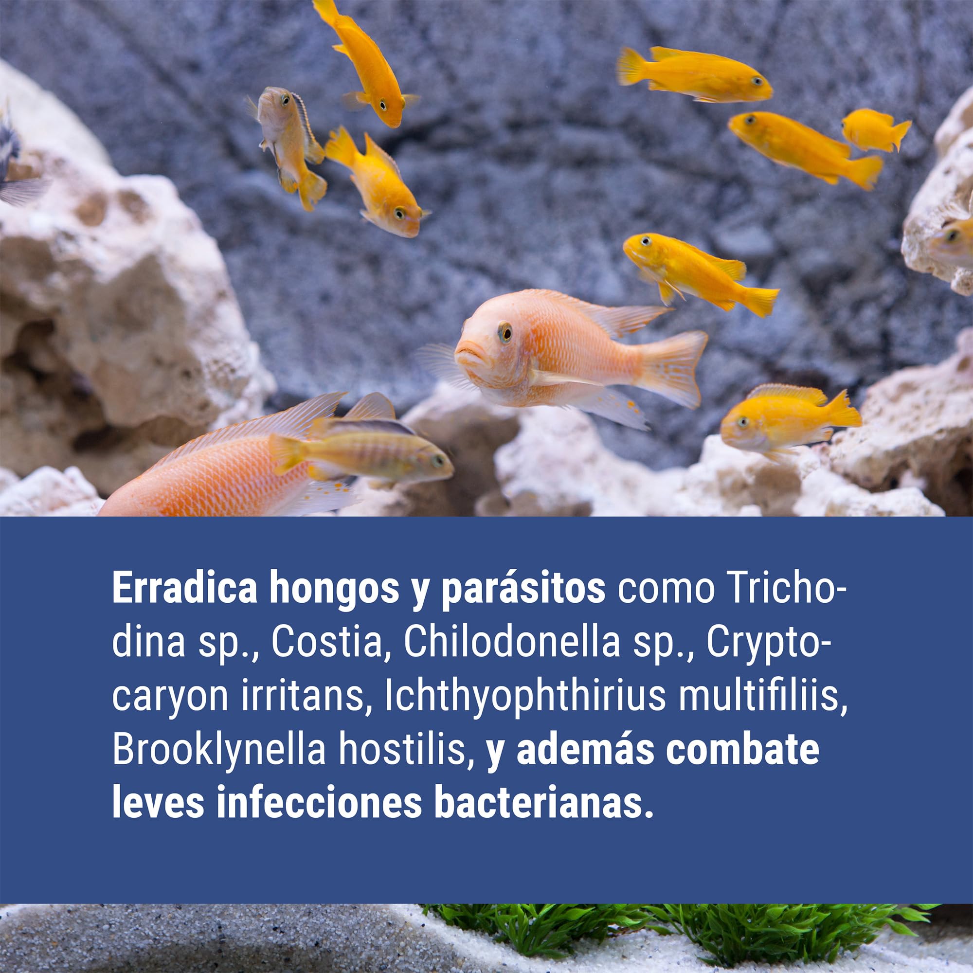 Dajana Multicure Tratamiento para Peces de Amplio Espectro contra Hongos, Parásitos Externos y Leves Infecciones Bacterianas, para Acuarios de Agua Dulce y Salada, 1L