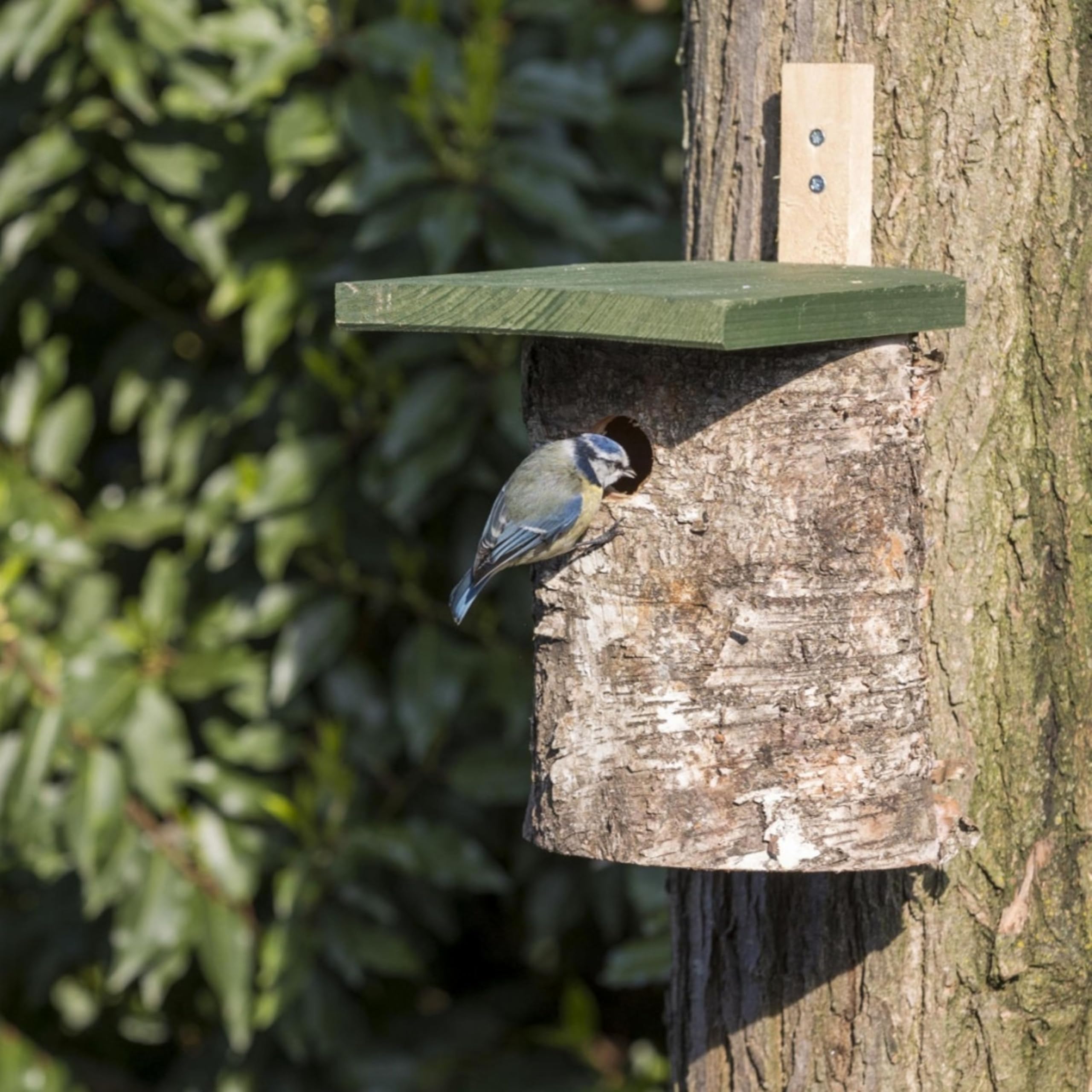 National Trust Bird Box for Gardens – Birch Log Bird Nesting Box – 28mm Entrance for Blue Tits, Marsh Tits, Coal Tits – Wooden Birdhouse for Outdoor Use